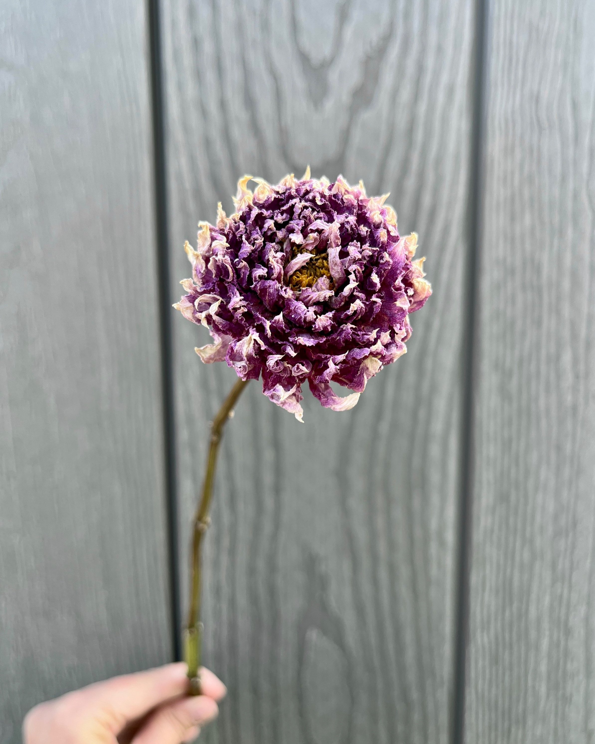 Lavender Purple Dried Dahlia Flower