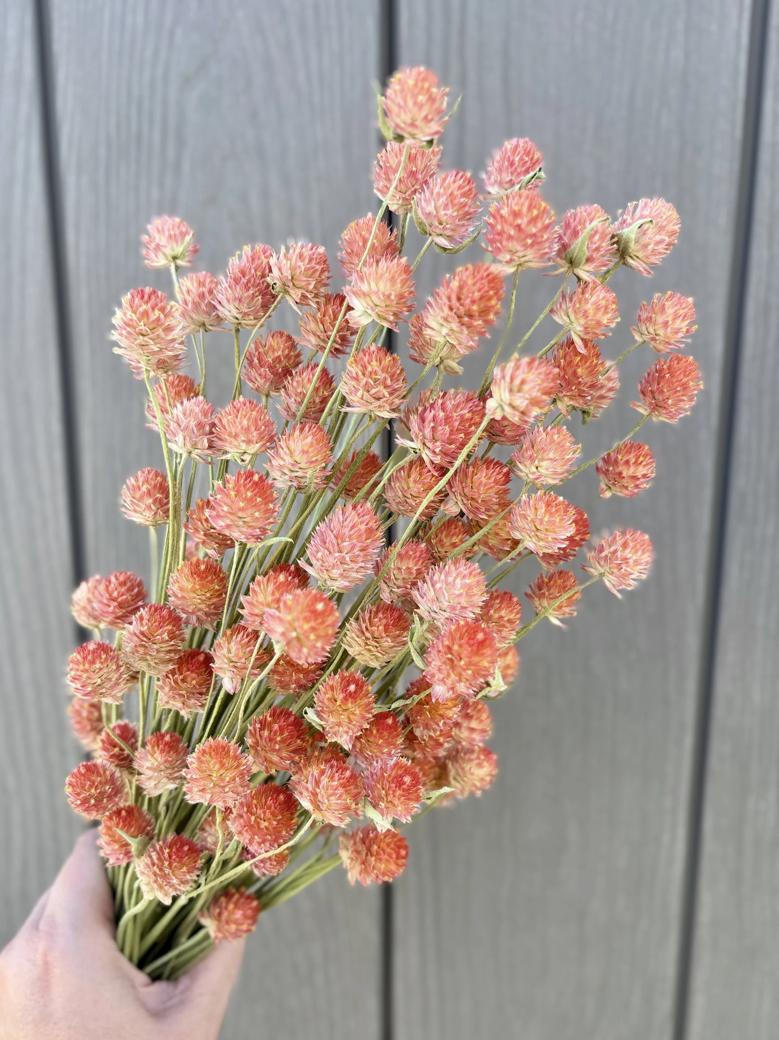 Orange Dried Gomphrena Flowers