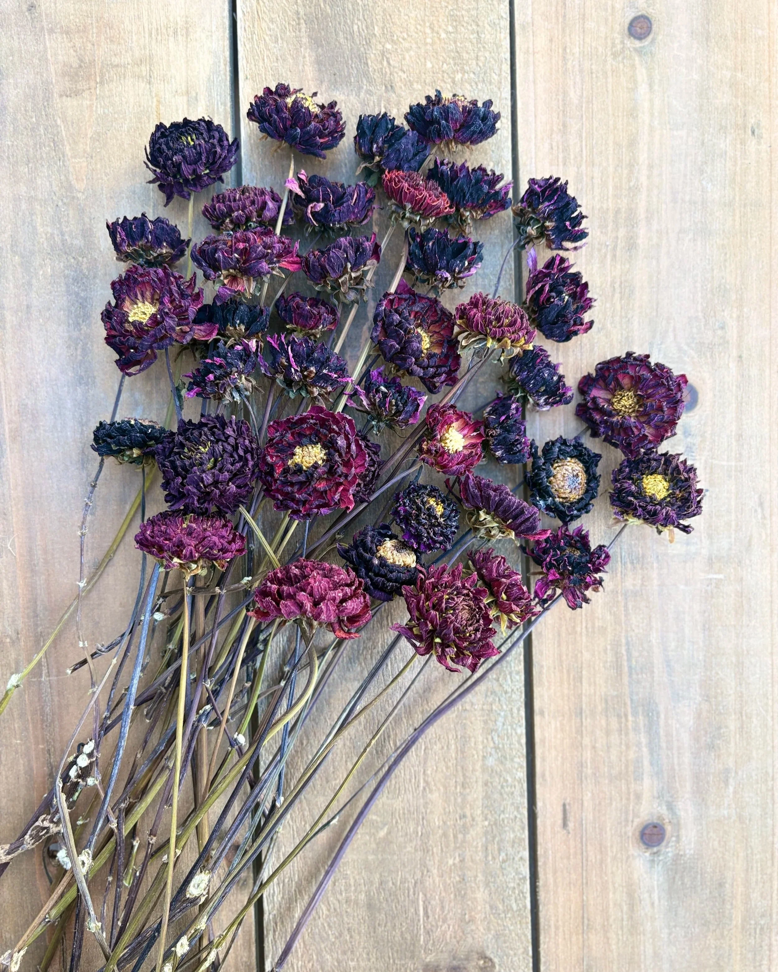 Burgundy, Deep Purple, Dark Red Dried Dahlia Flowers