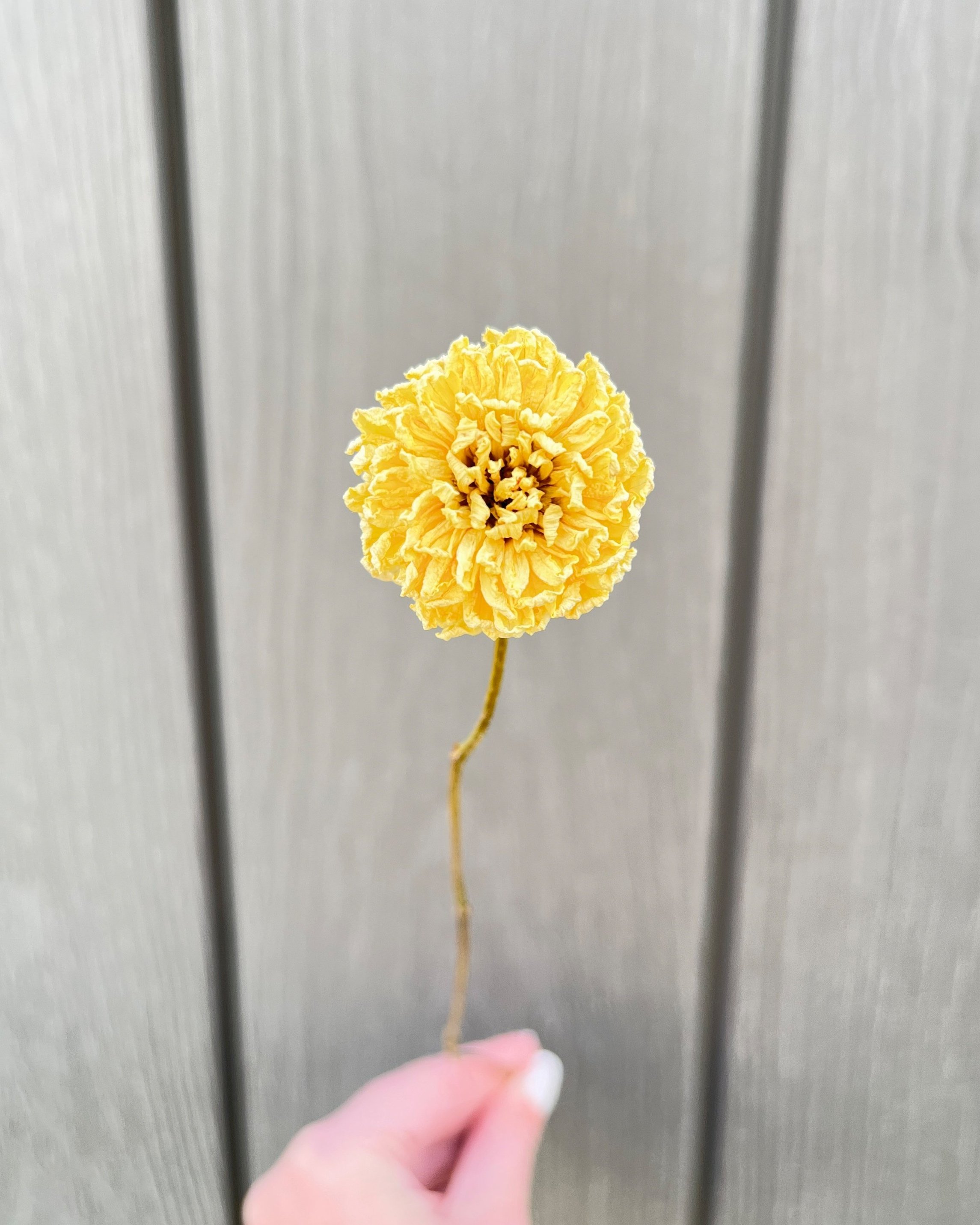 Cream Dried Dahlia Flower