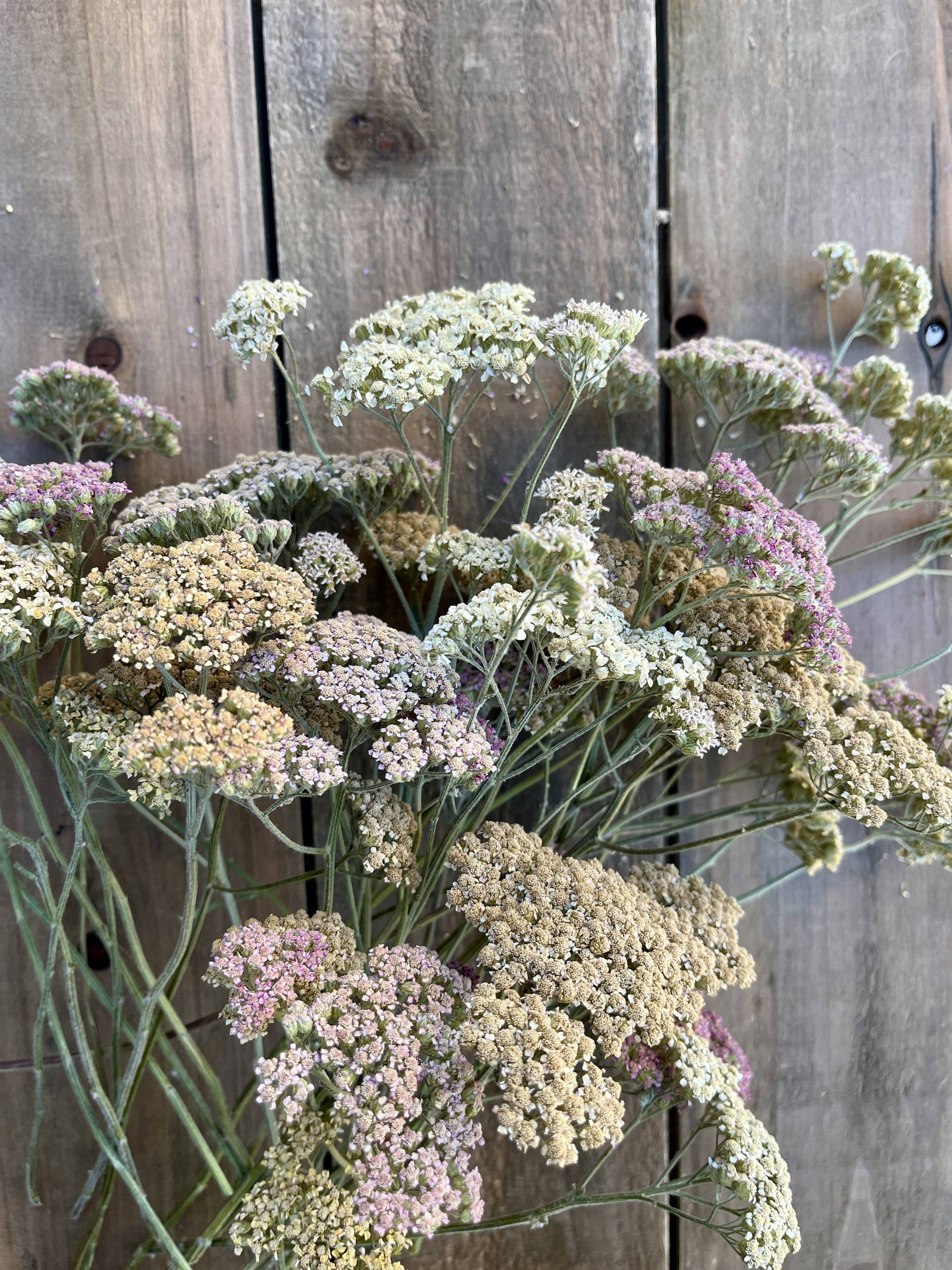 Dried Yarrow Flowers