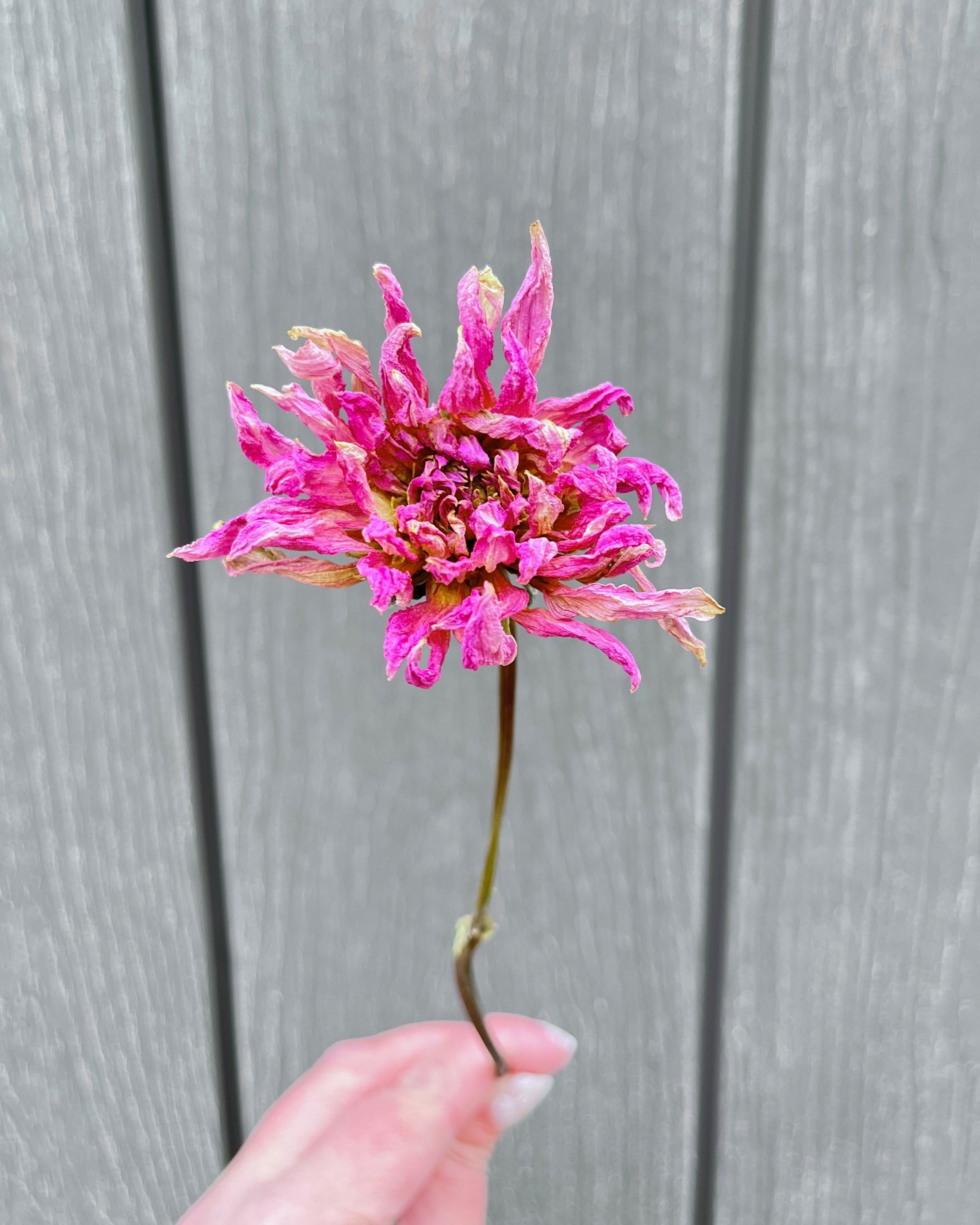 Pink Purple Dried Dahlia Flower