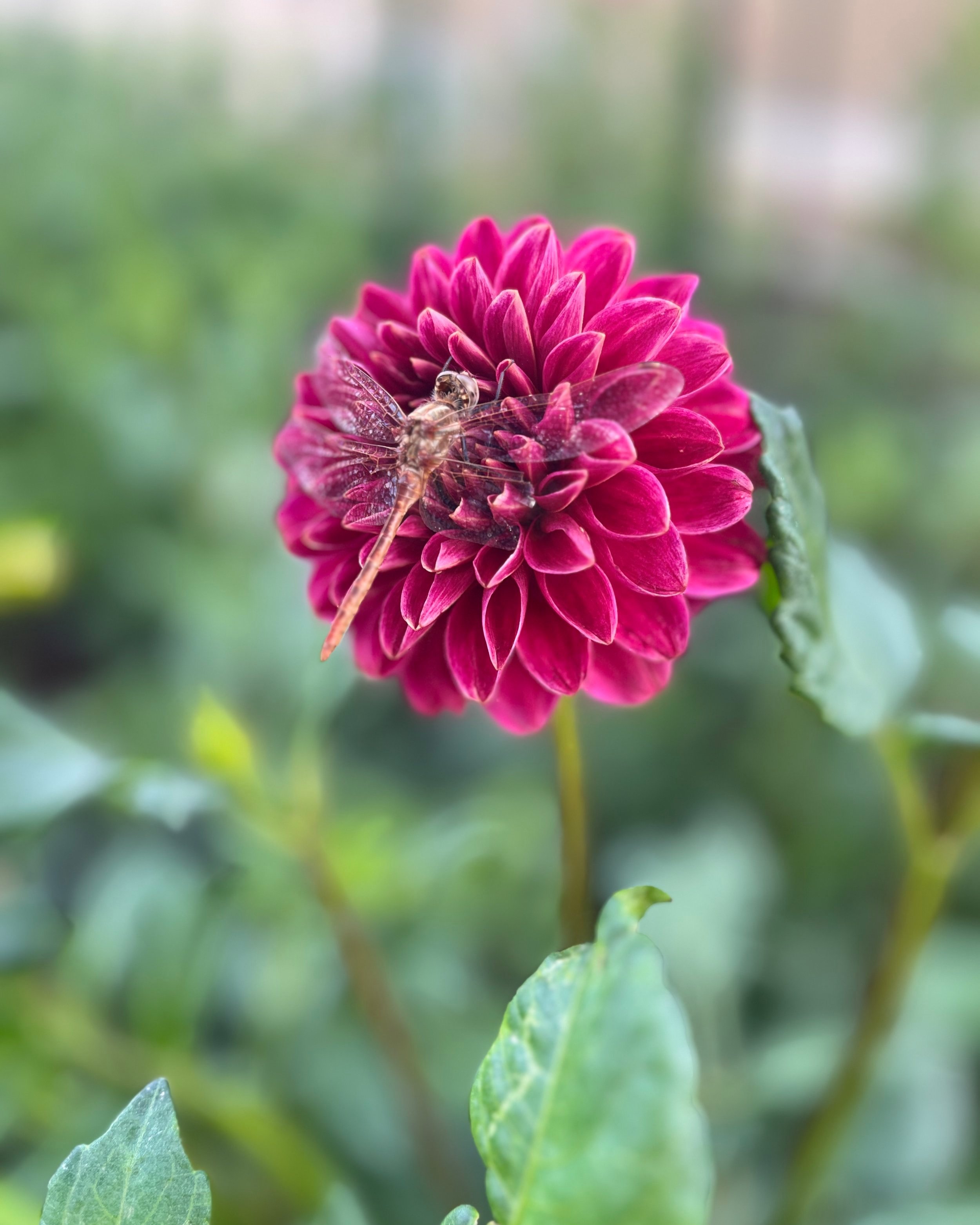 KA's Rosie Jo™ Dahlia: a raspberry red formal decorative dahlia flower