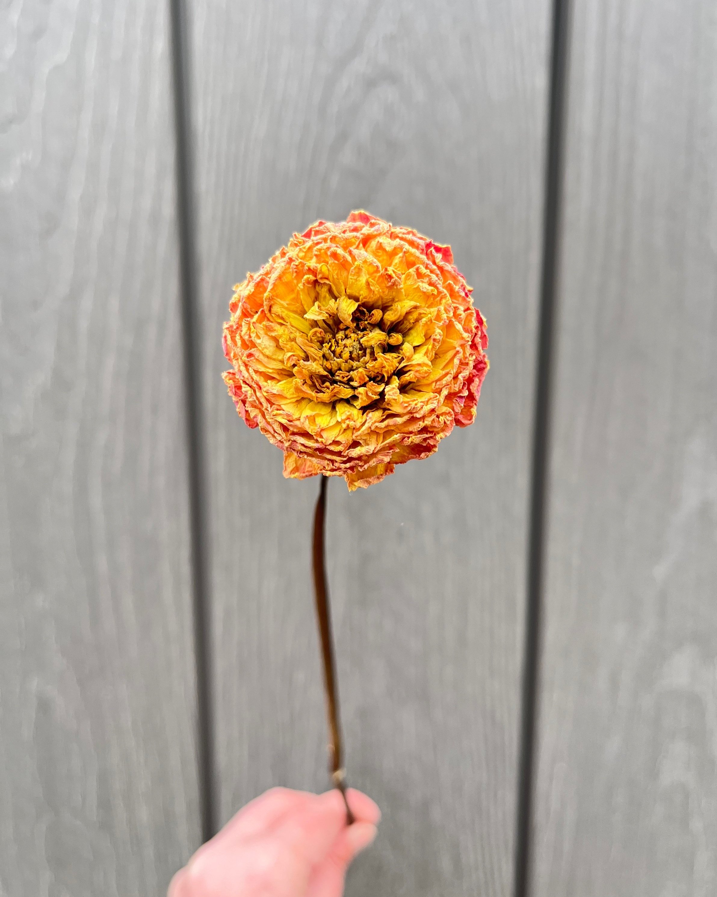 Peach, Orange, Yellow Dried Dahlia Flower