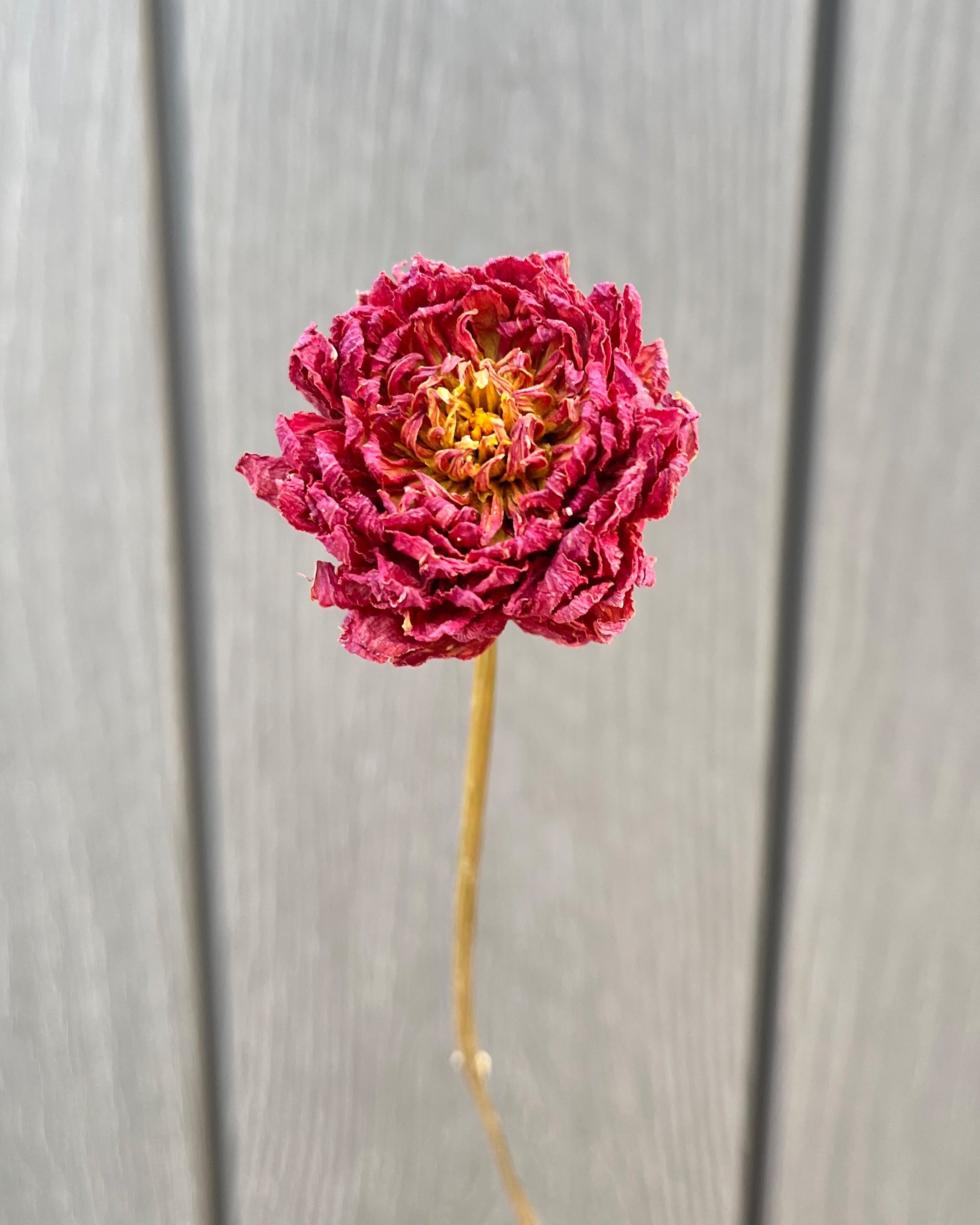 Dark Red Purple Burgundy Dried Dahlia Flower