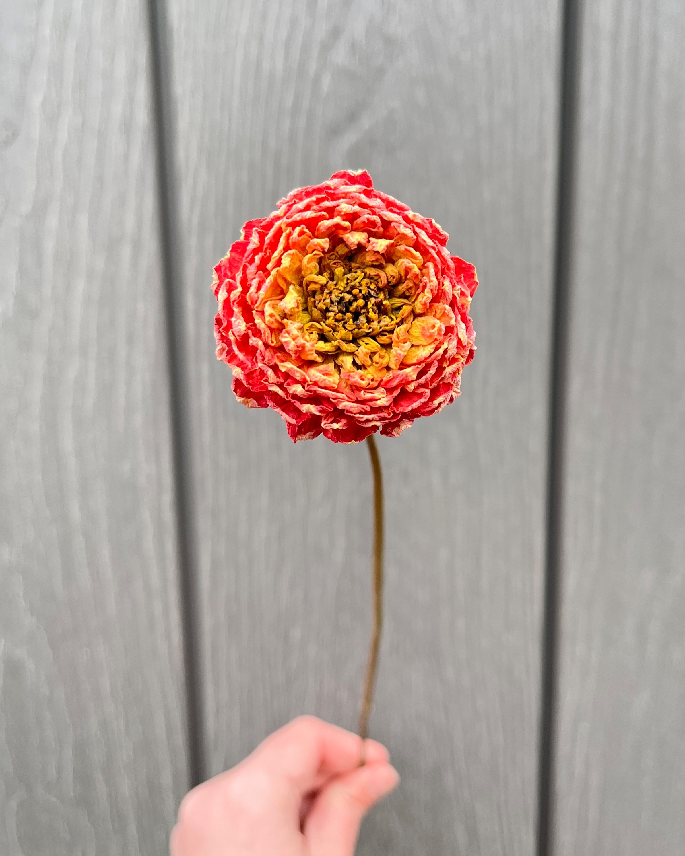 Peach, Orange, Yellow Dried Dahlia Flower