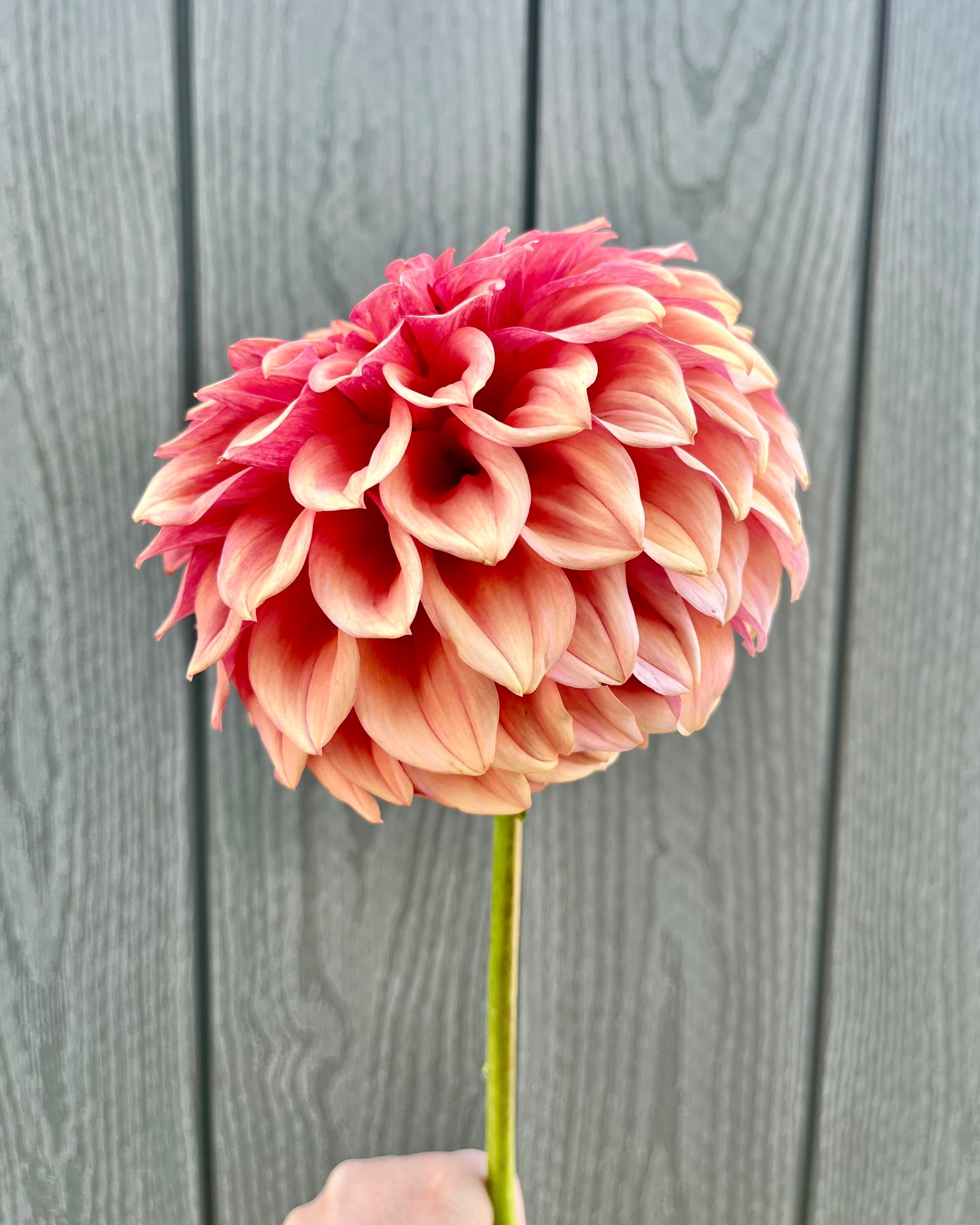 Orange Globe Dahlia: Smokey Orange Rust Flower