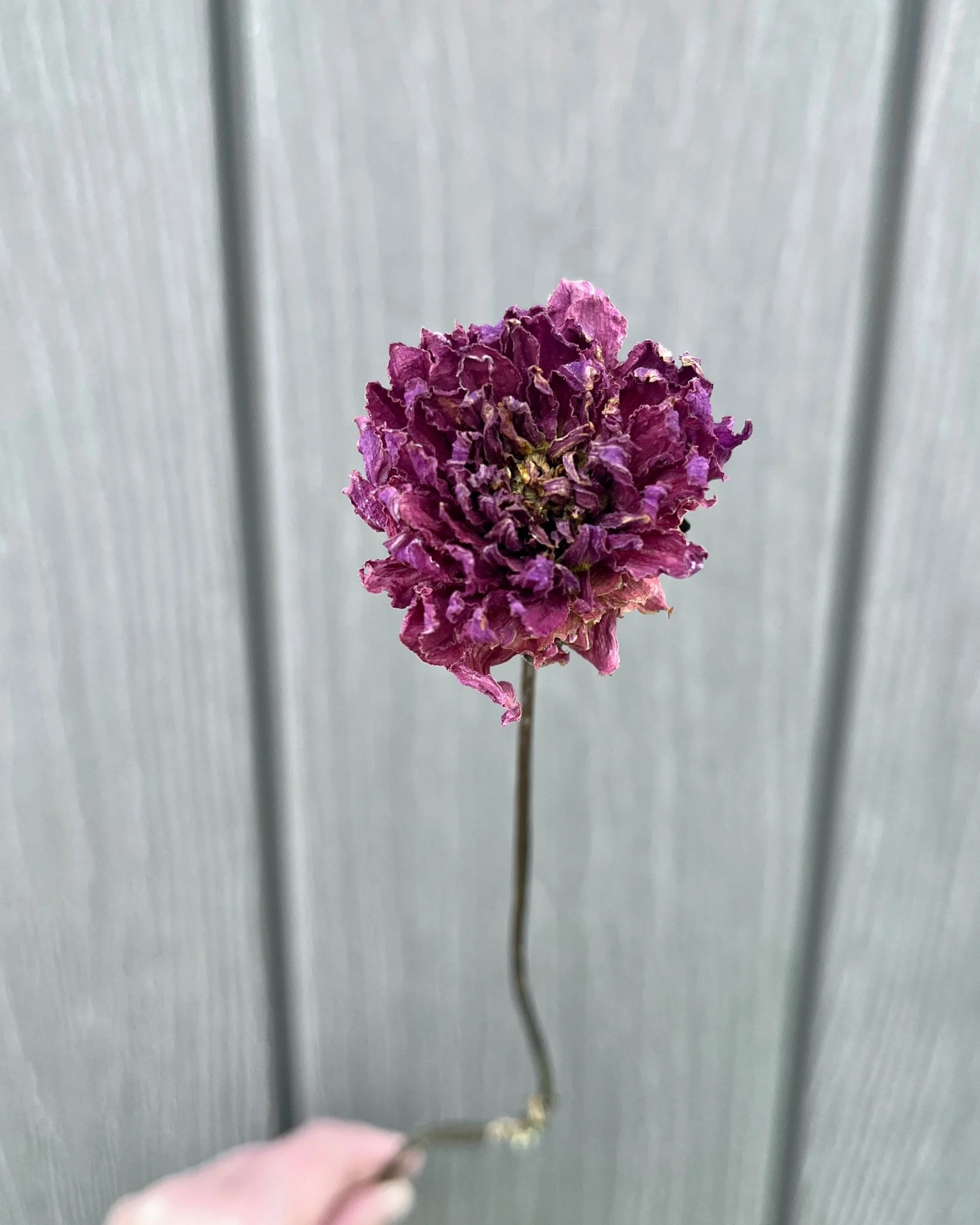 Purple Dried Dahlia Flower