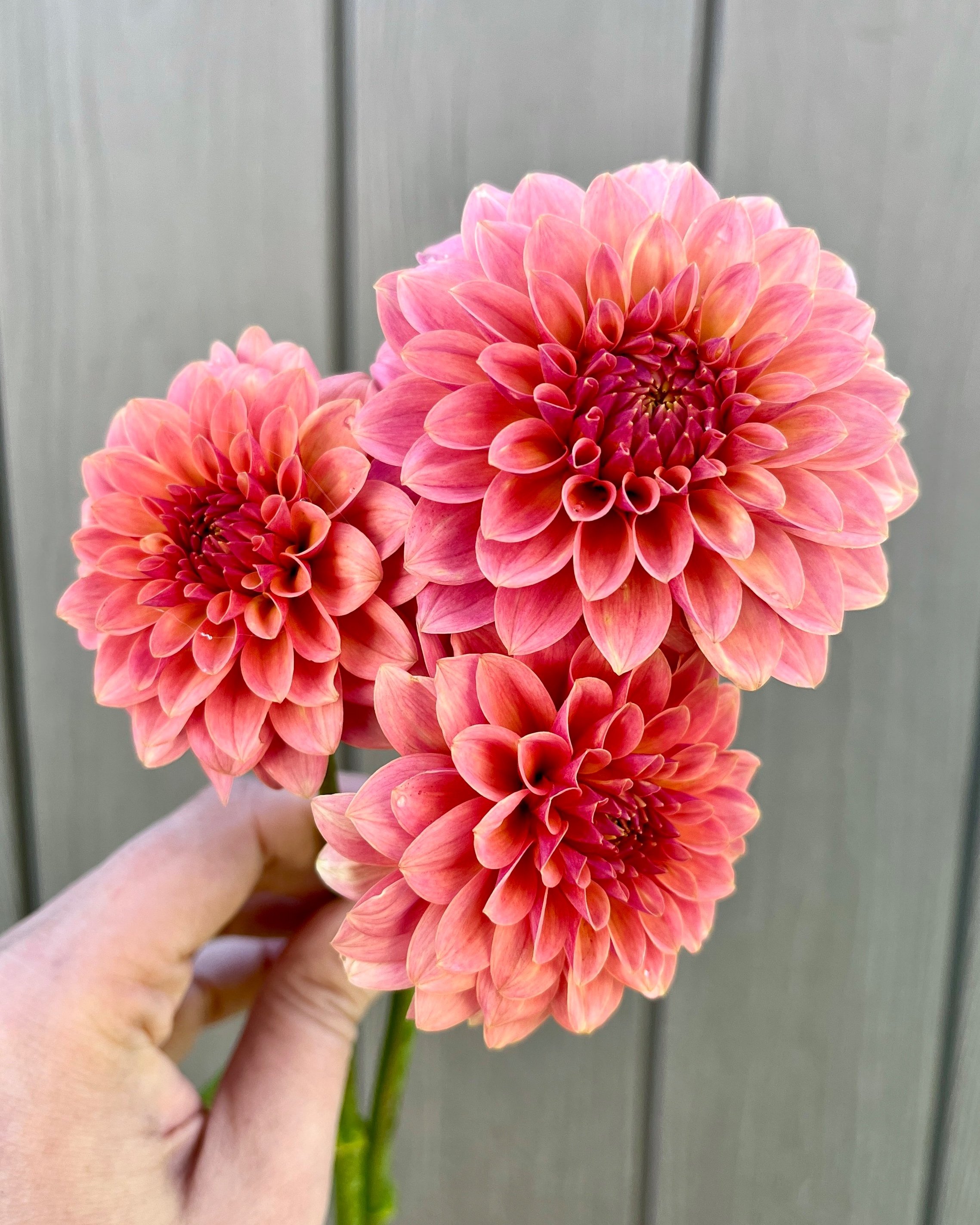 KA's Boho Peach: Salmon Peach Dahlia Flower