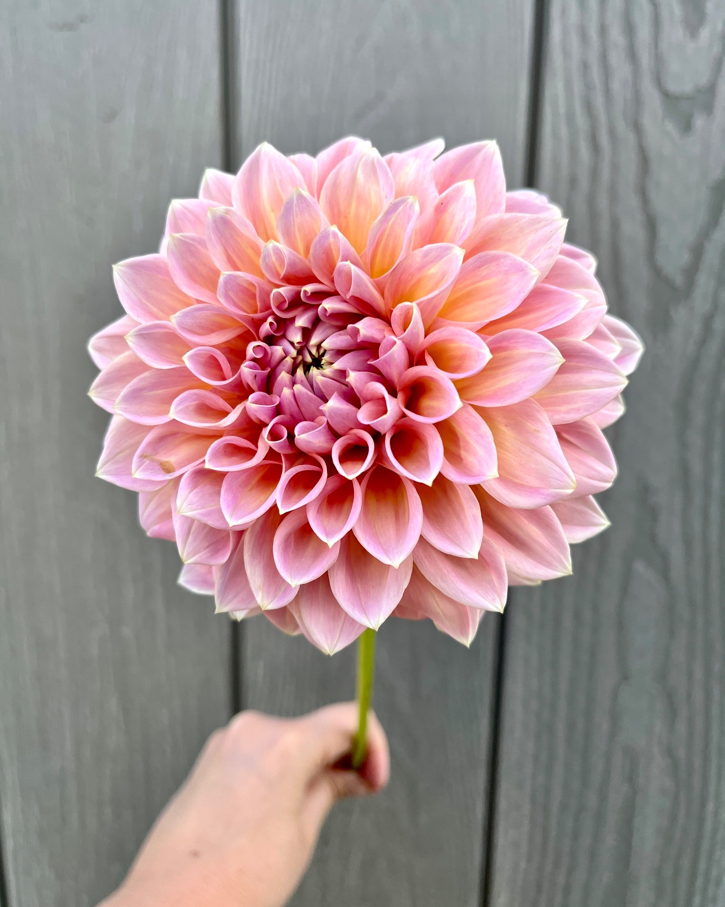 Castle Drive Dahlia: a pink, blush, soft yellow formal decorative dahlia flower