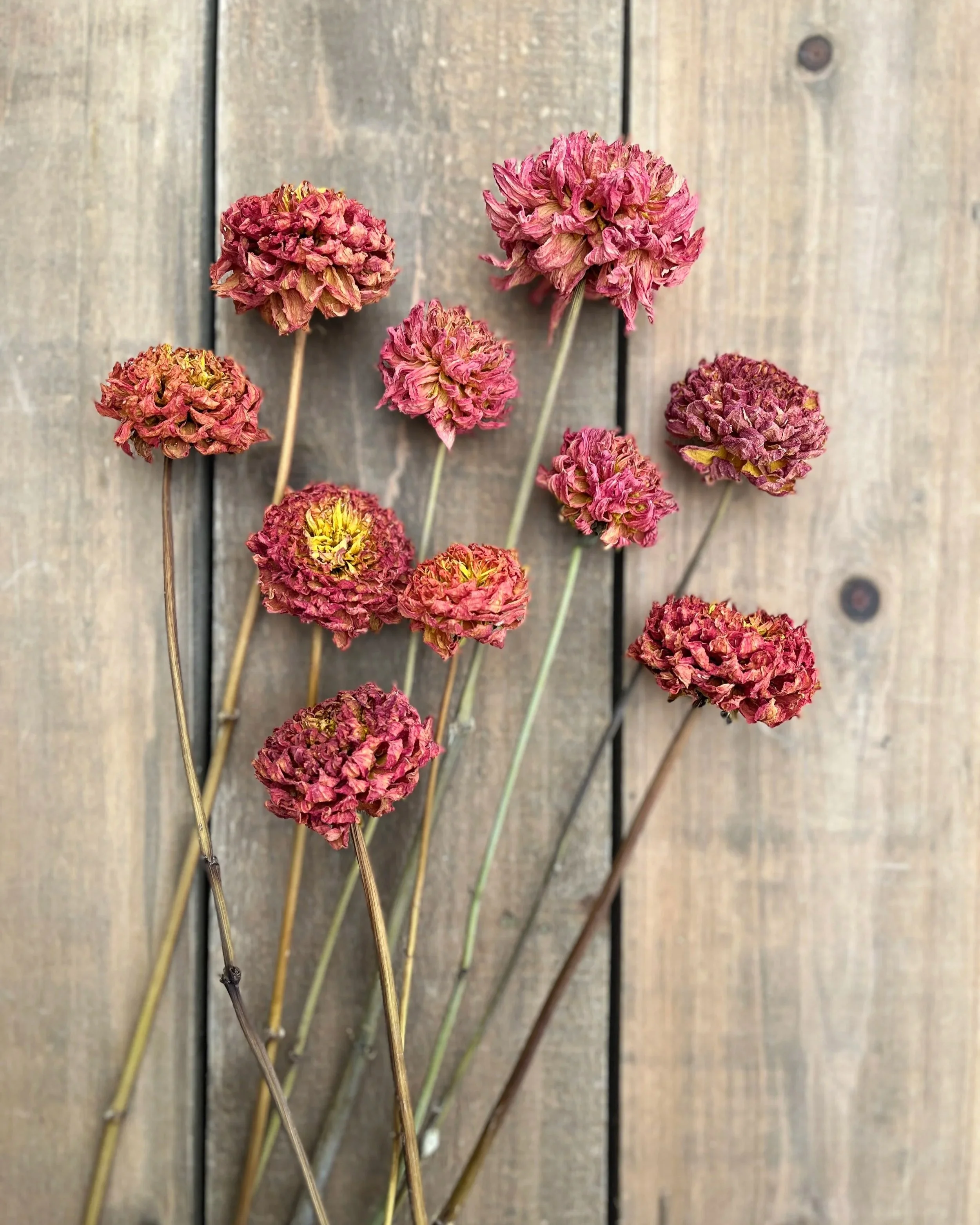 Red Dried Dahlia Flowers