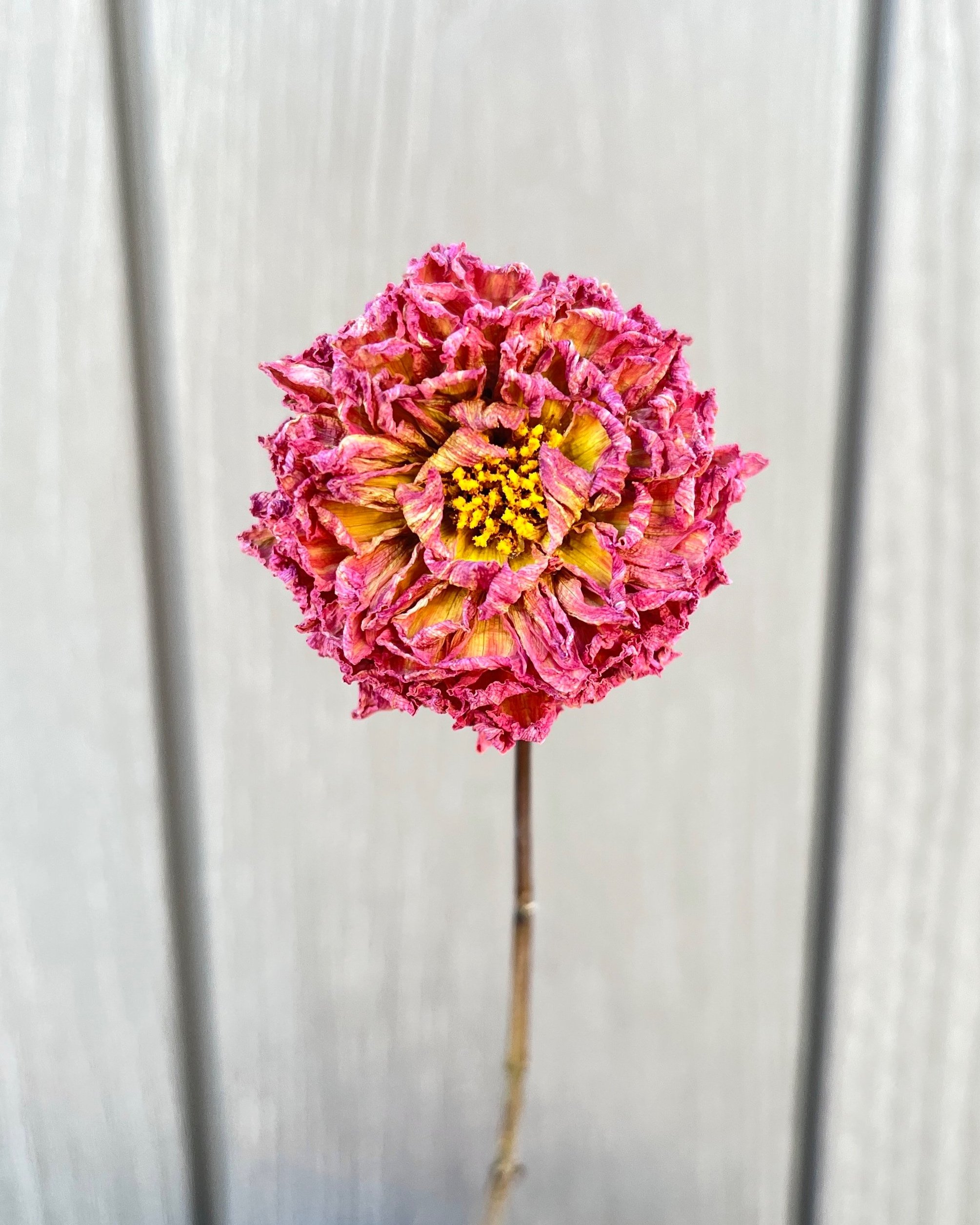 Purple Pink Dried Dahlia Flower