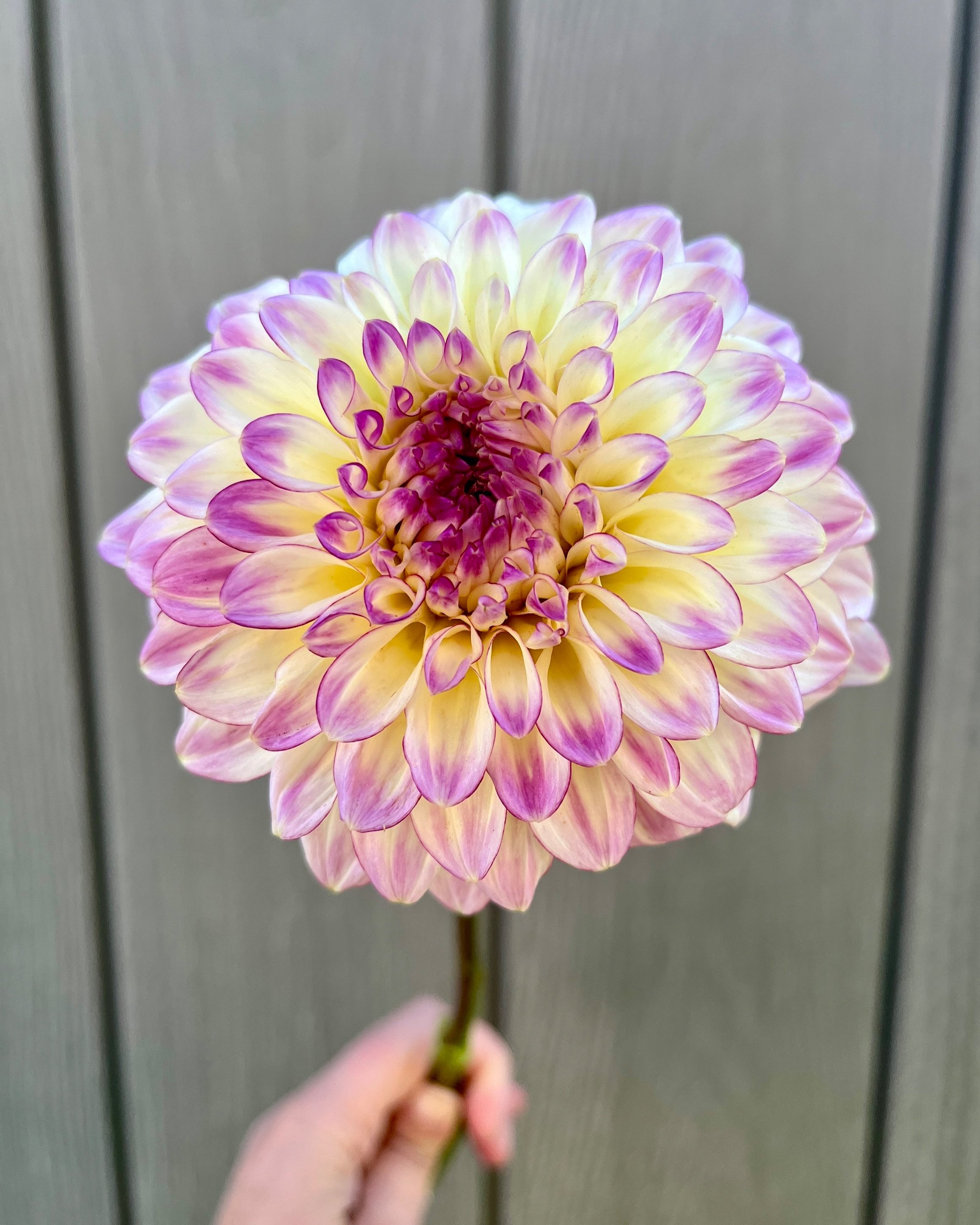 KA's™ Mocha Katie: peach red to cream magenta dahlia flower