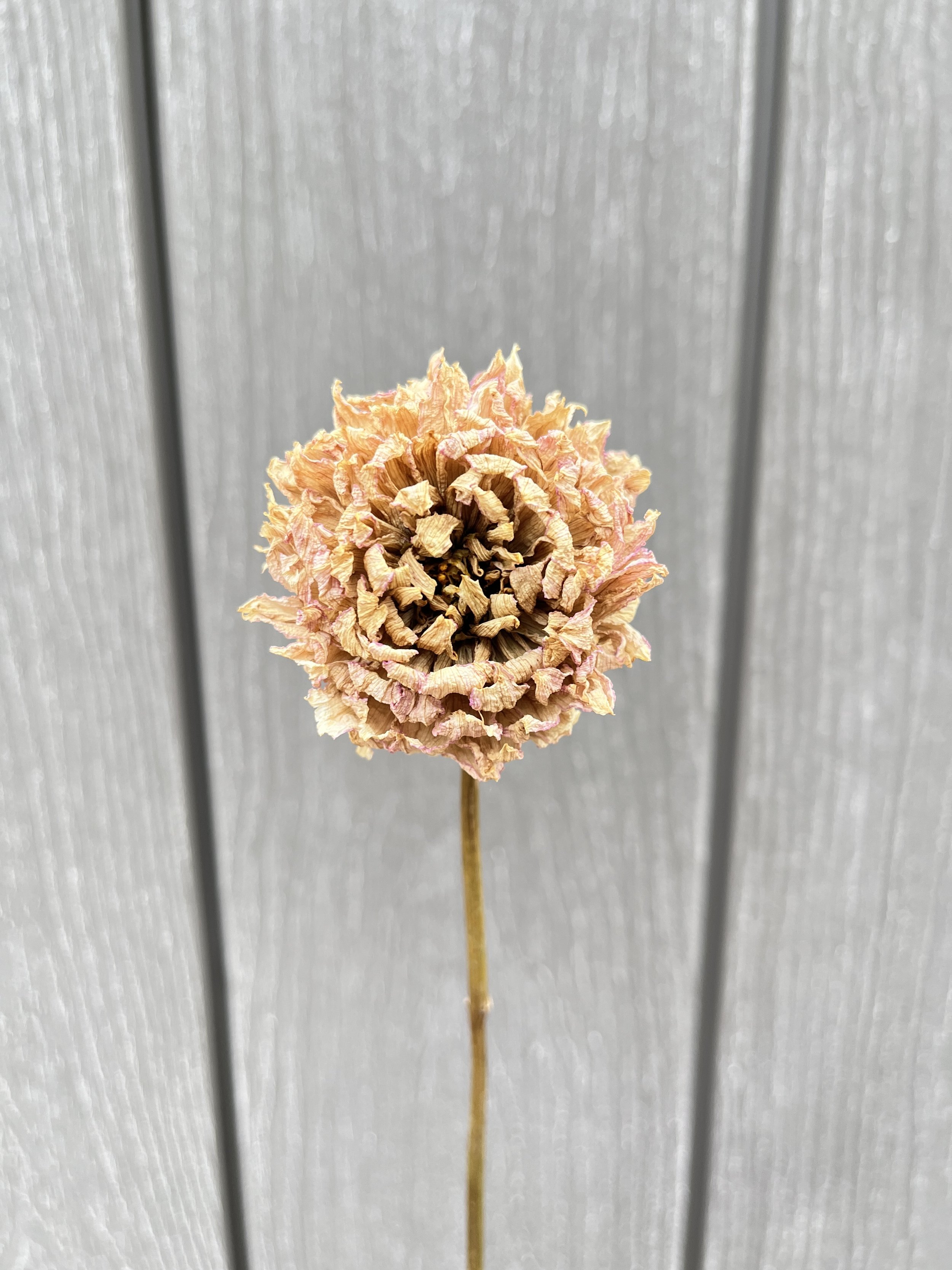 Cream Pink Dried Dahlia Flower