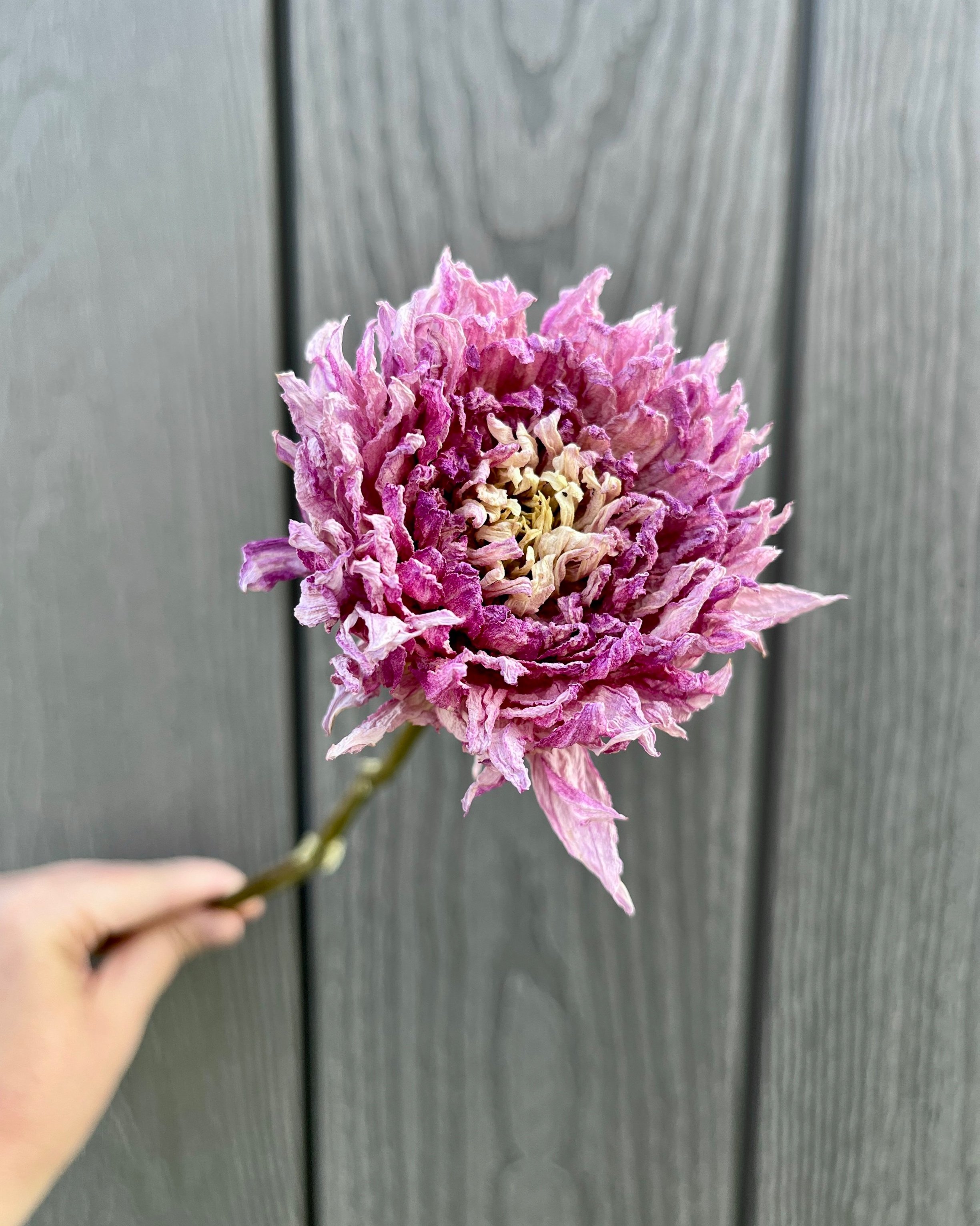 Lavender Purple Dried Dahlia Flower