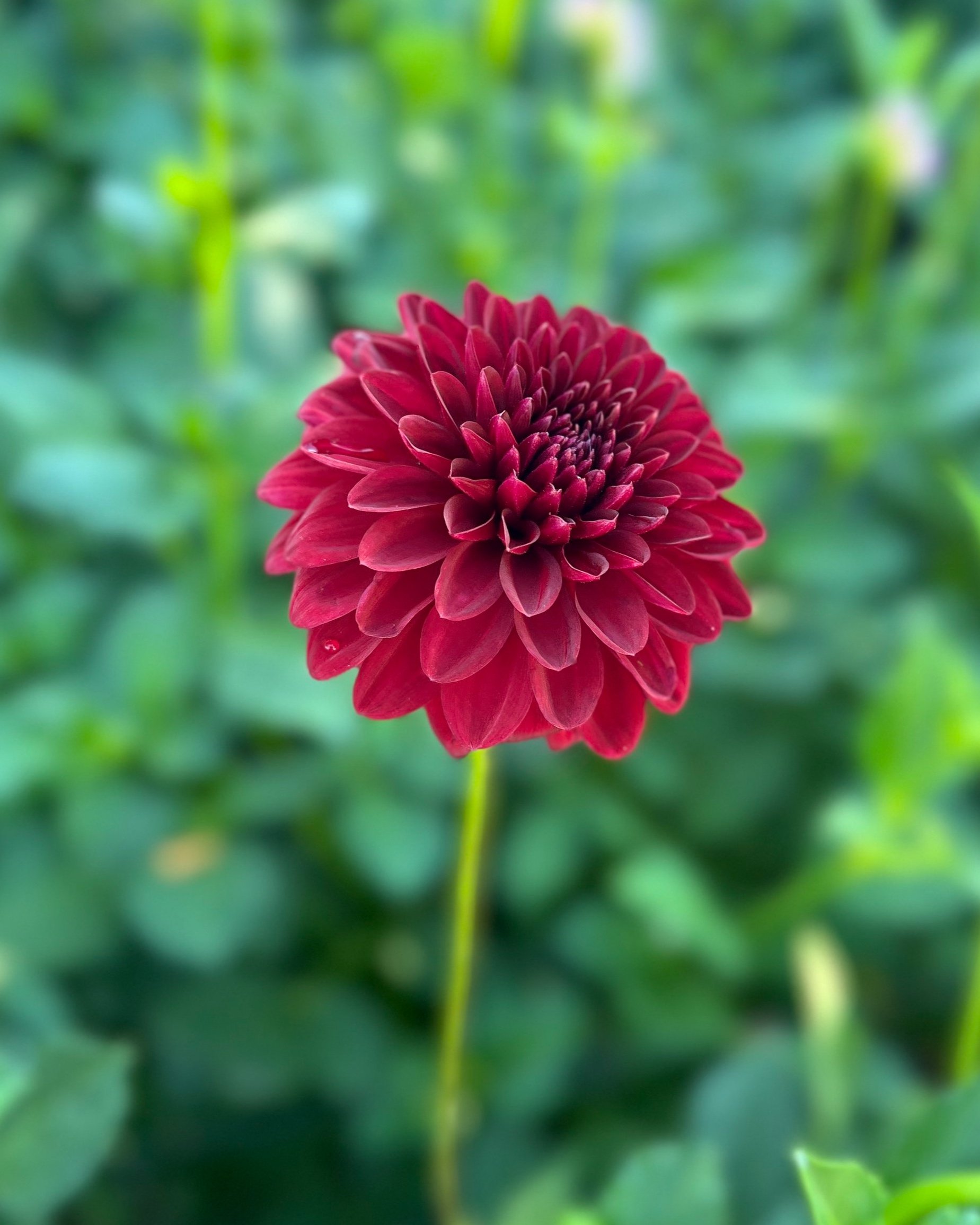 KA's Cardinal: Deep Red Dahlia Flower