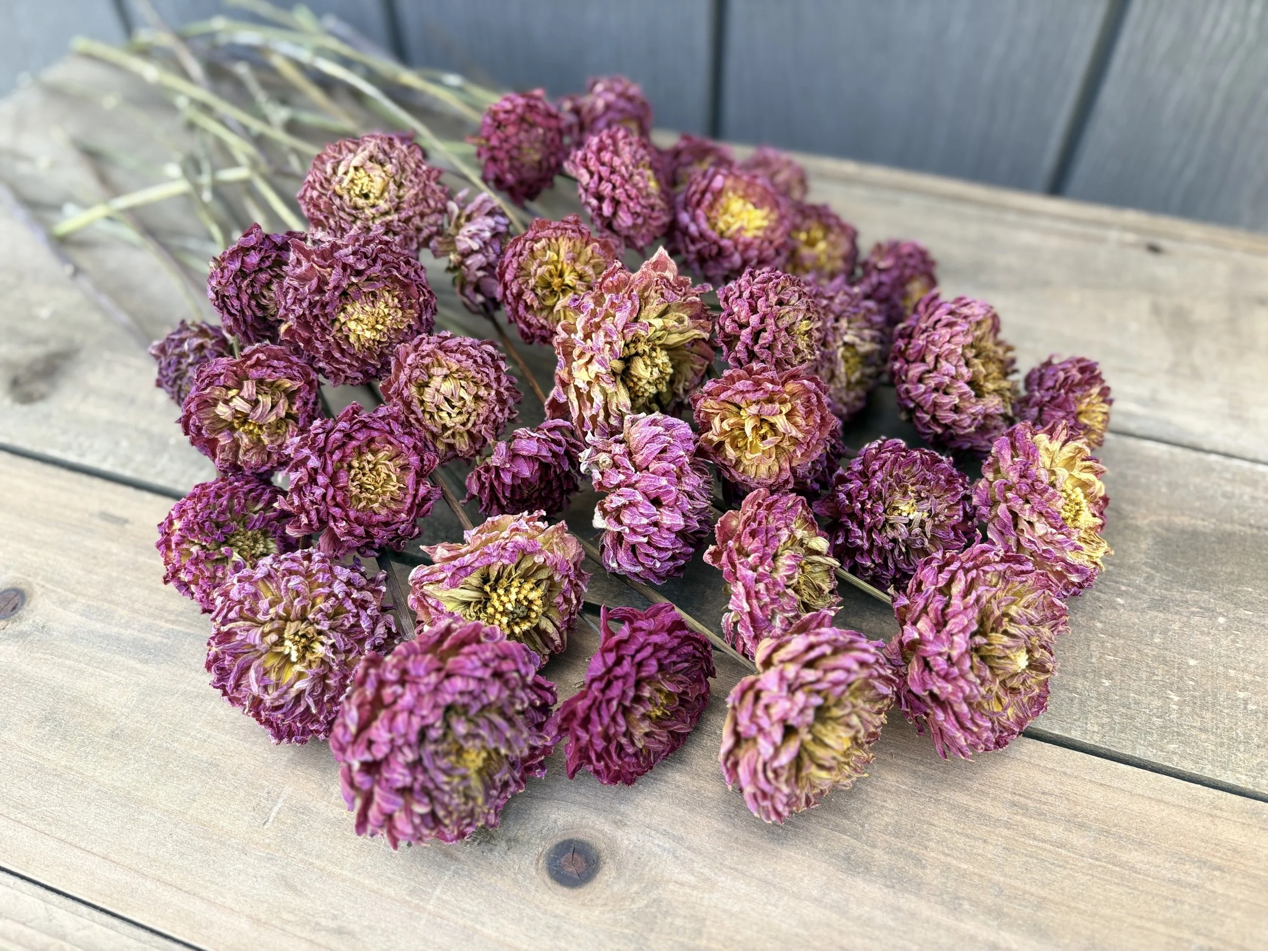 Purple Pink Dried Dahlia Flowers