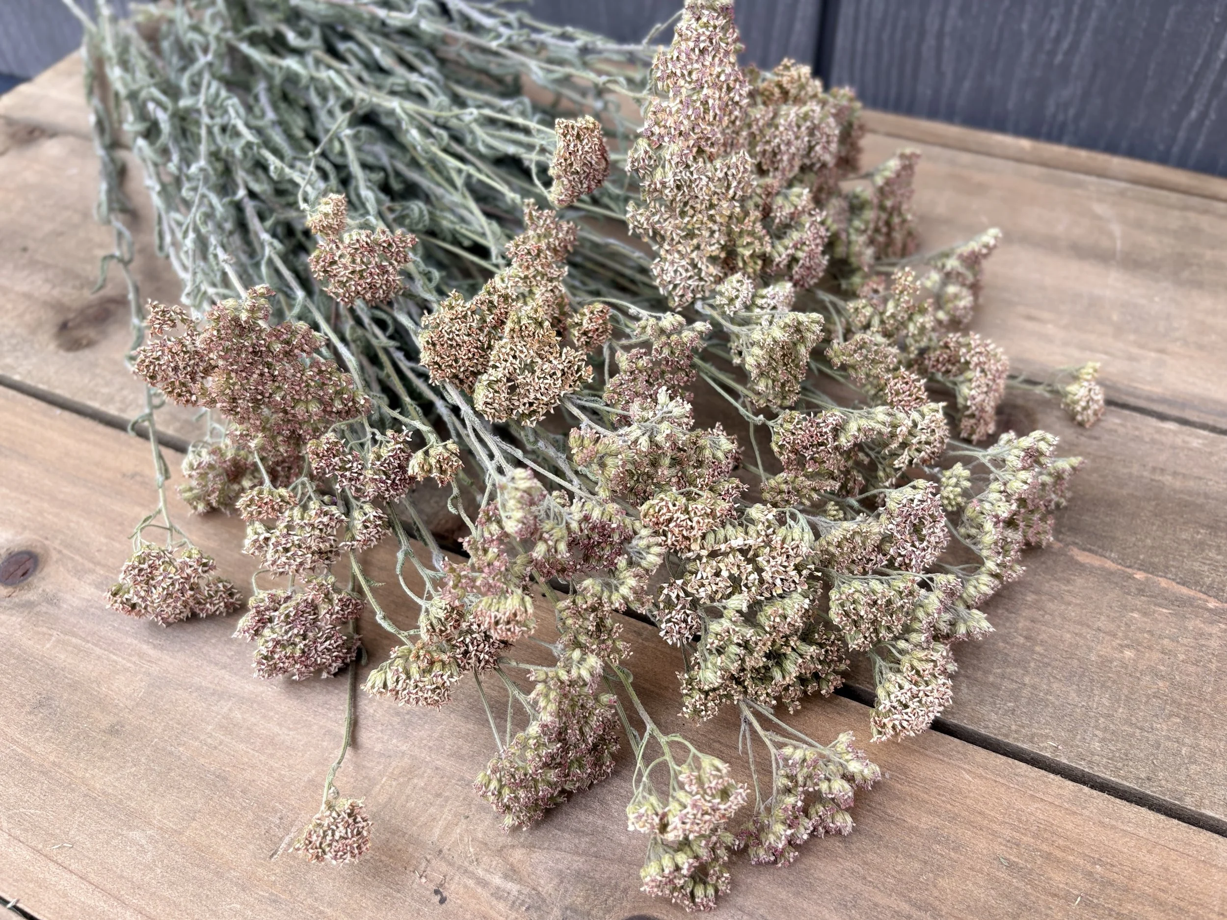 Dried Yarrow Flowers in Taupe, Beige