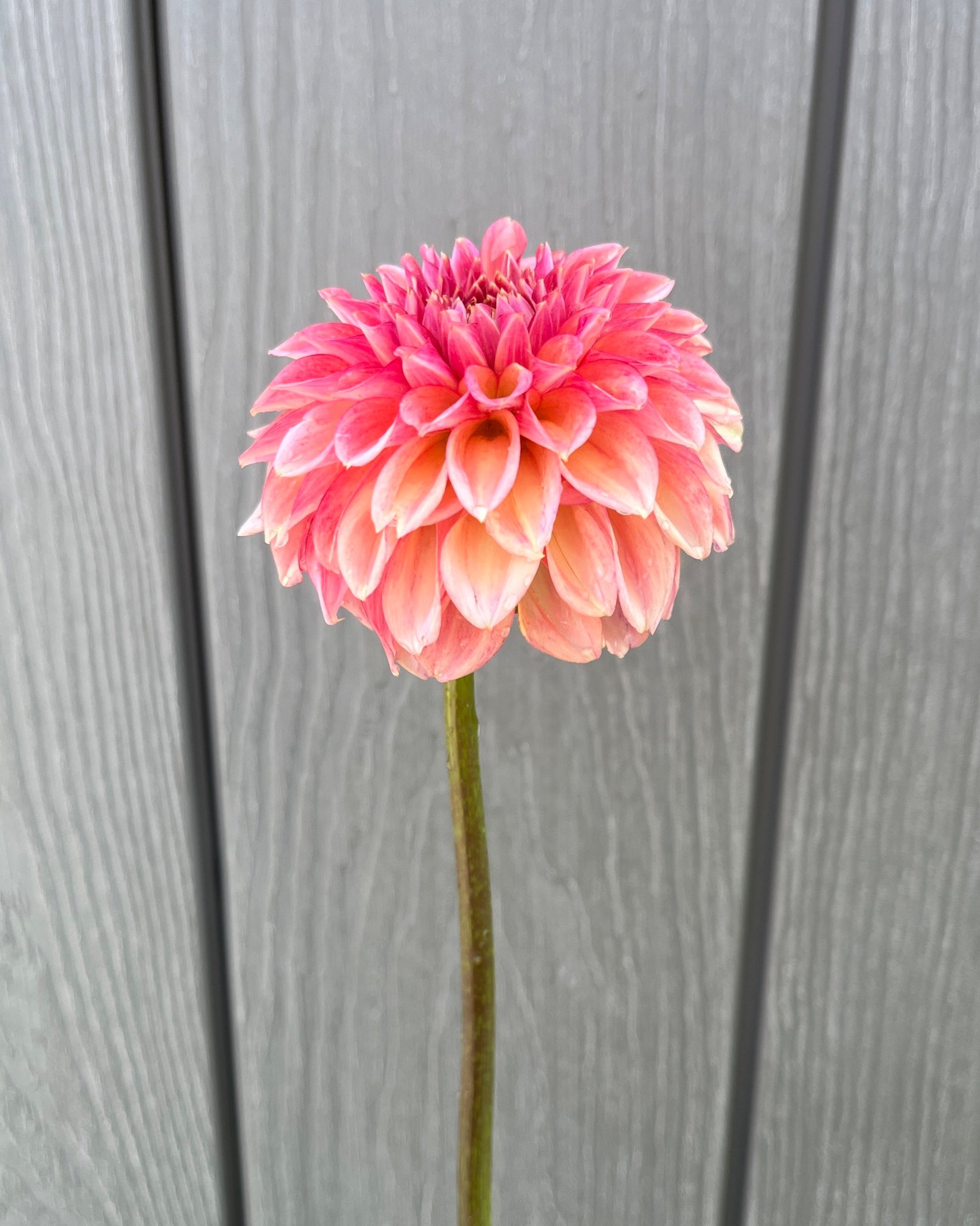 KA's Blood Orange: Red Orange Dahlia Flower
