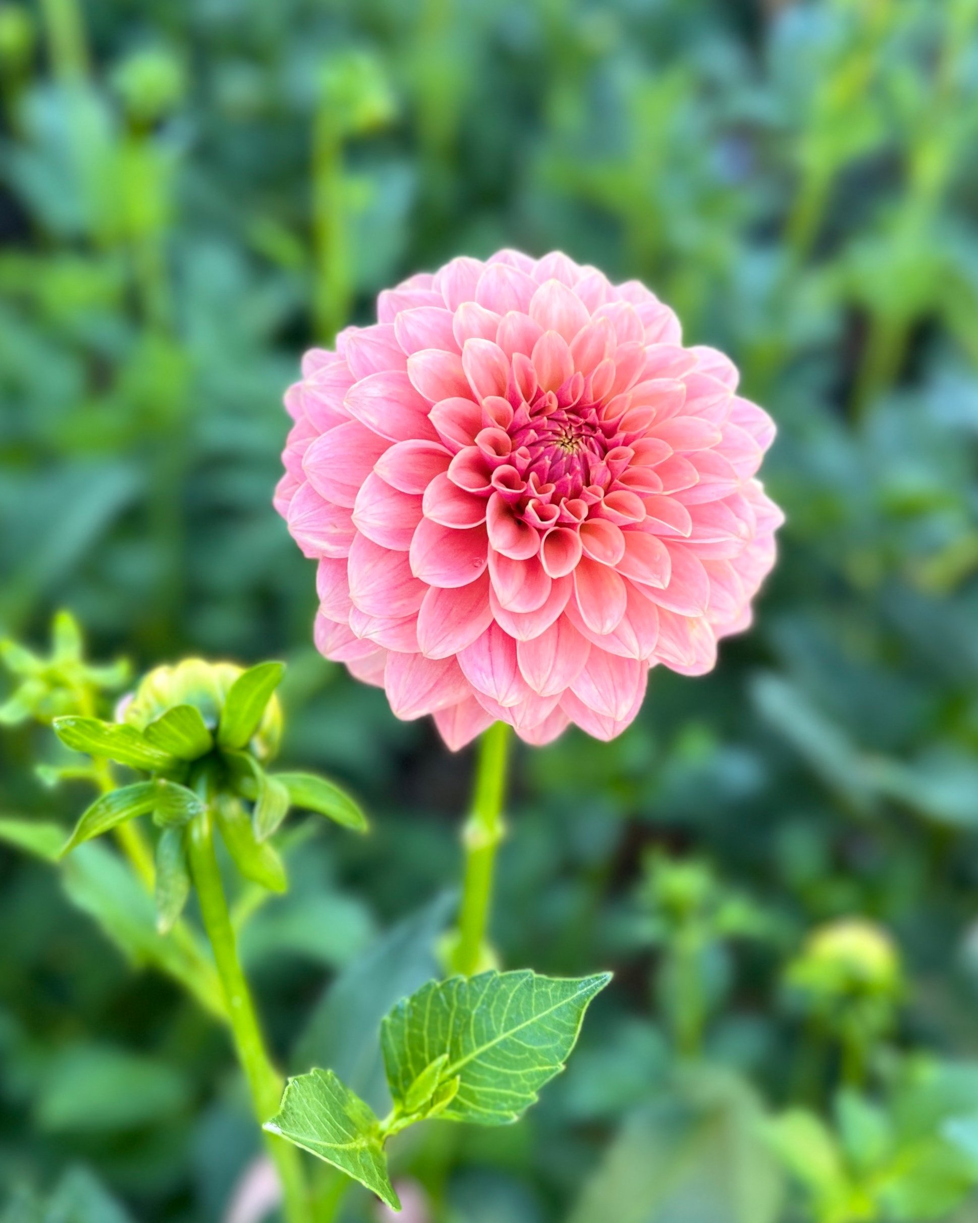 KA's Boho Peach: Salmon Peach Dahlia Flower