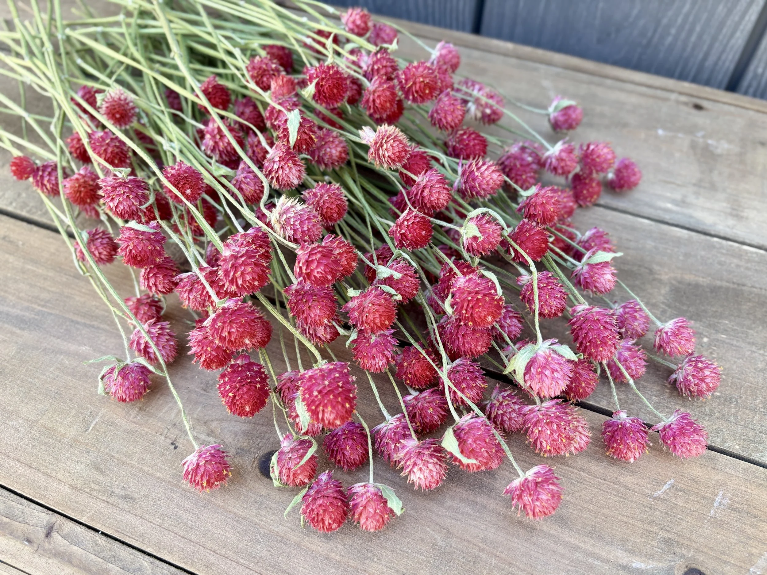 Red Dried Gomphrena Flowers