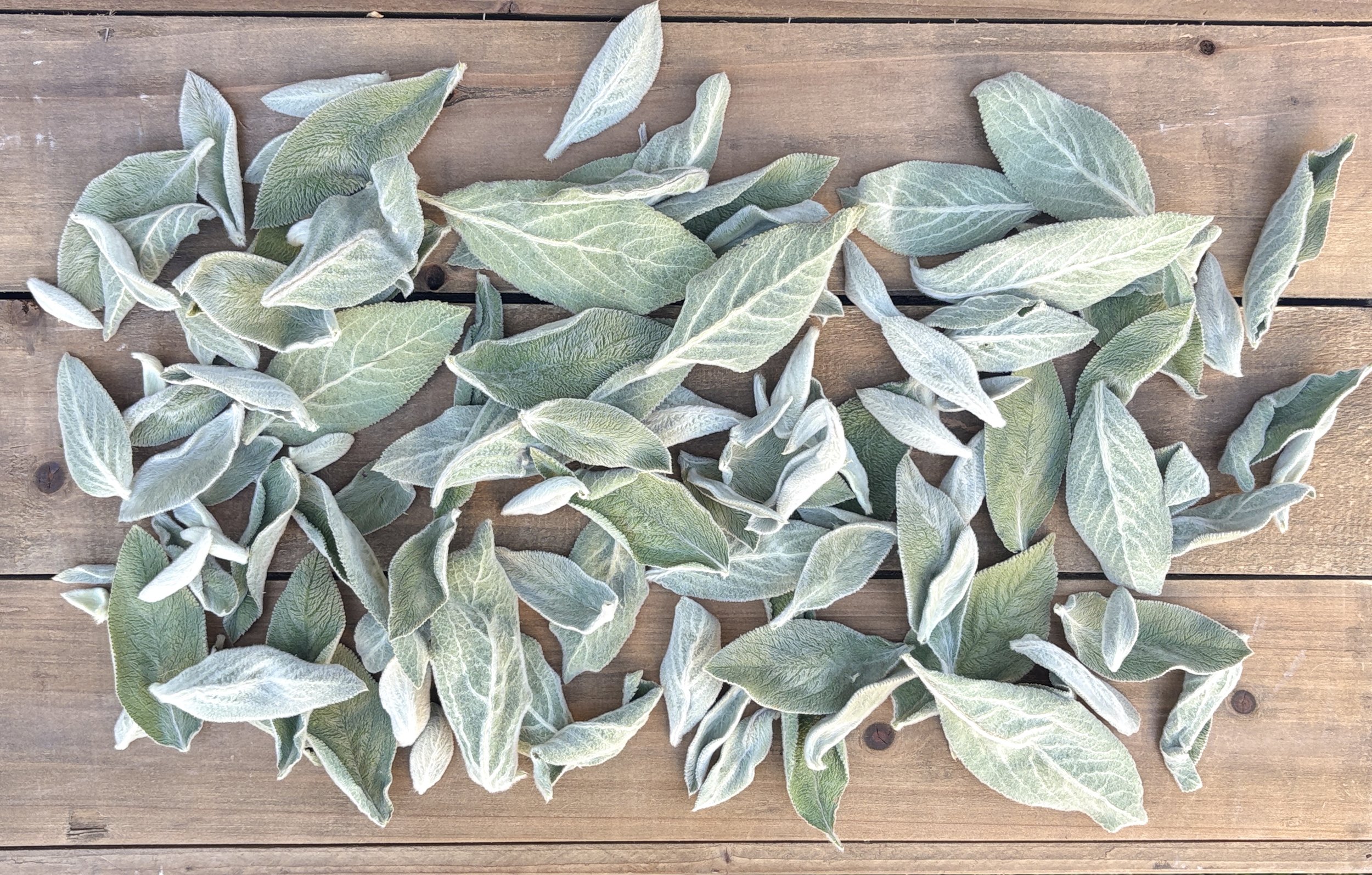 Dried Lamb's Ear Leaves
