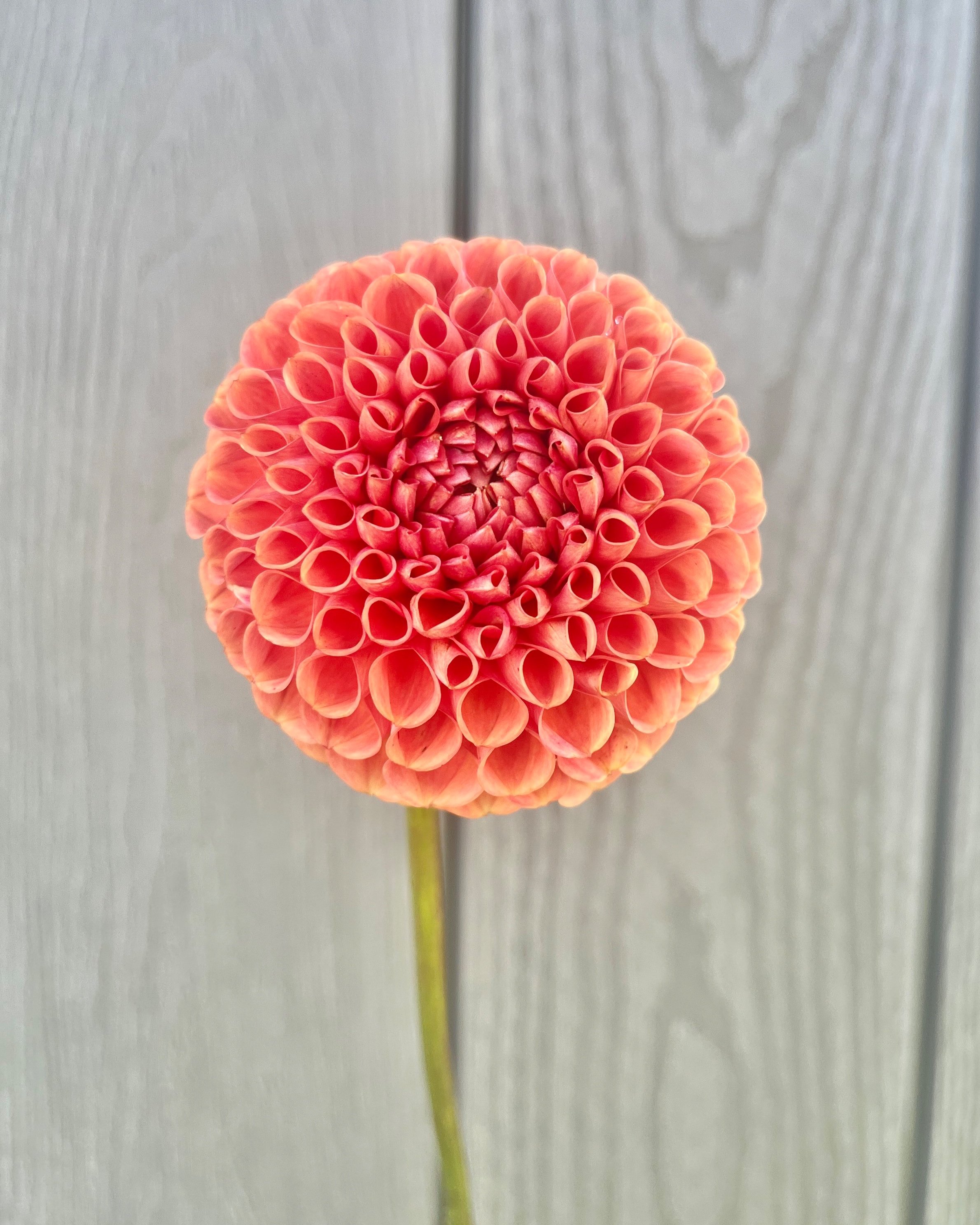 Cornel Bronze Dahlia: a bronze to orange ball dahlia flower