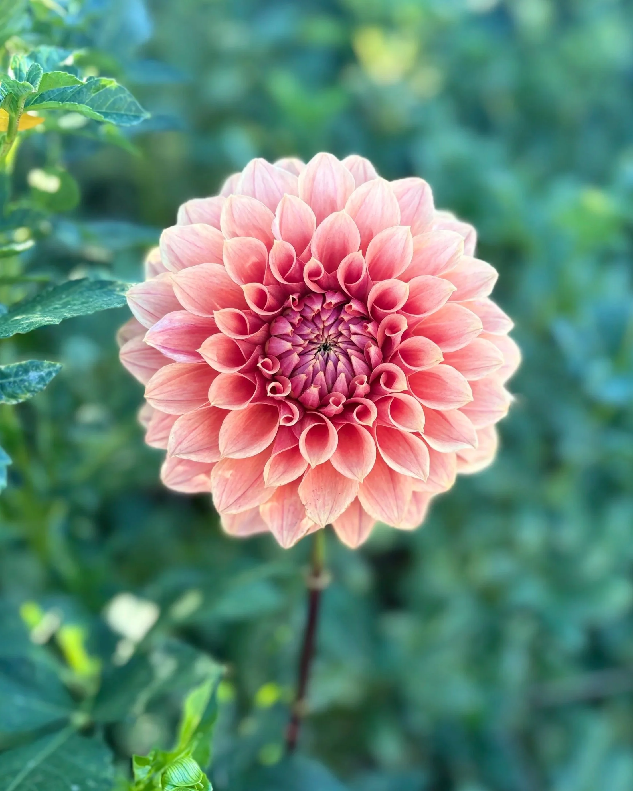 Hy Patti Dahlia: a coppery orange formal decorative dahlia flower