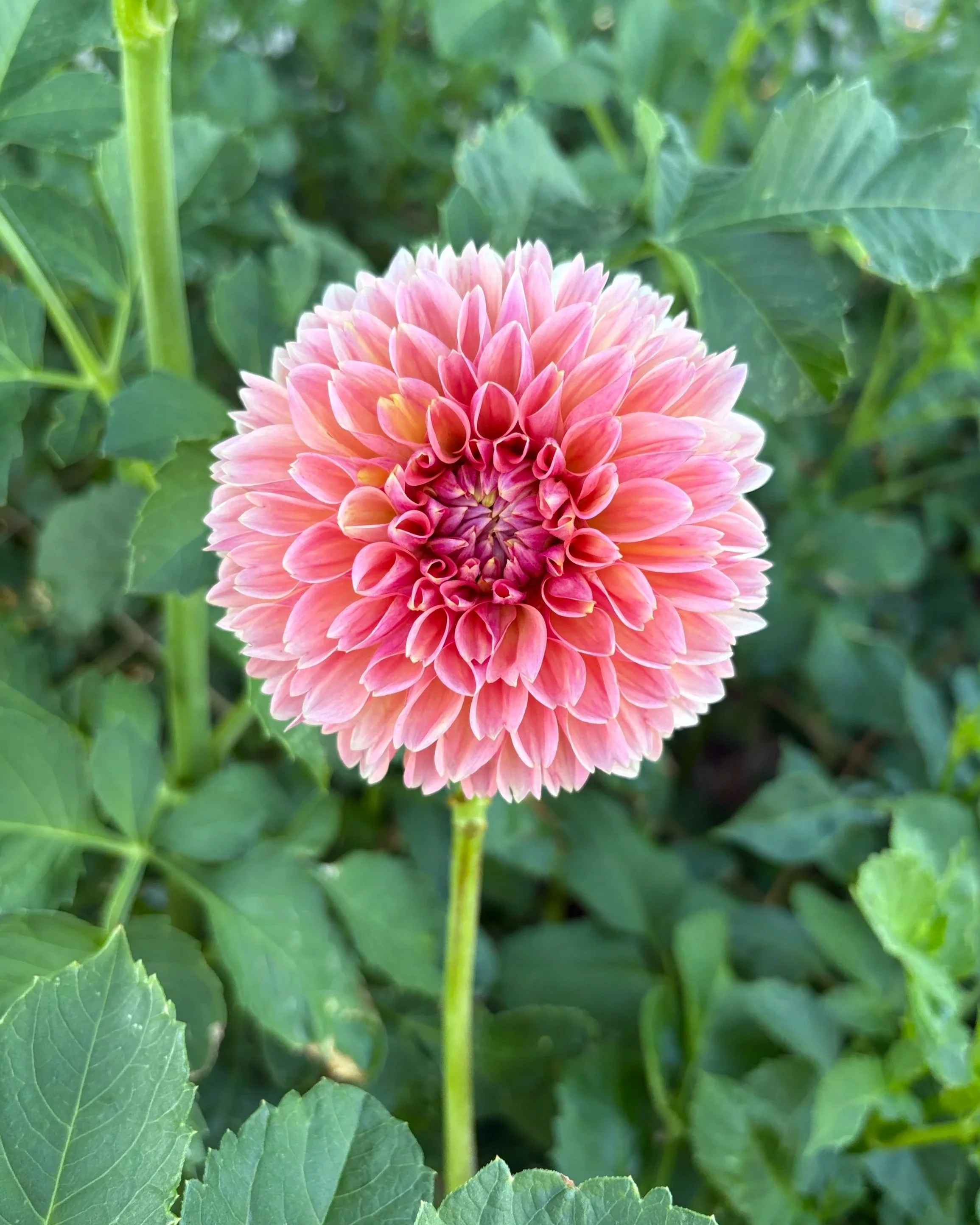 Linda's Baby Dahlia: a pink, peach ball dahlia flower