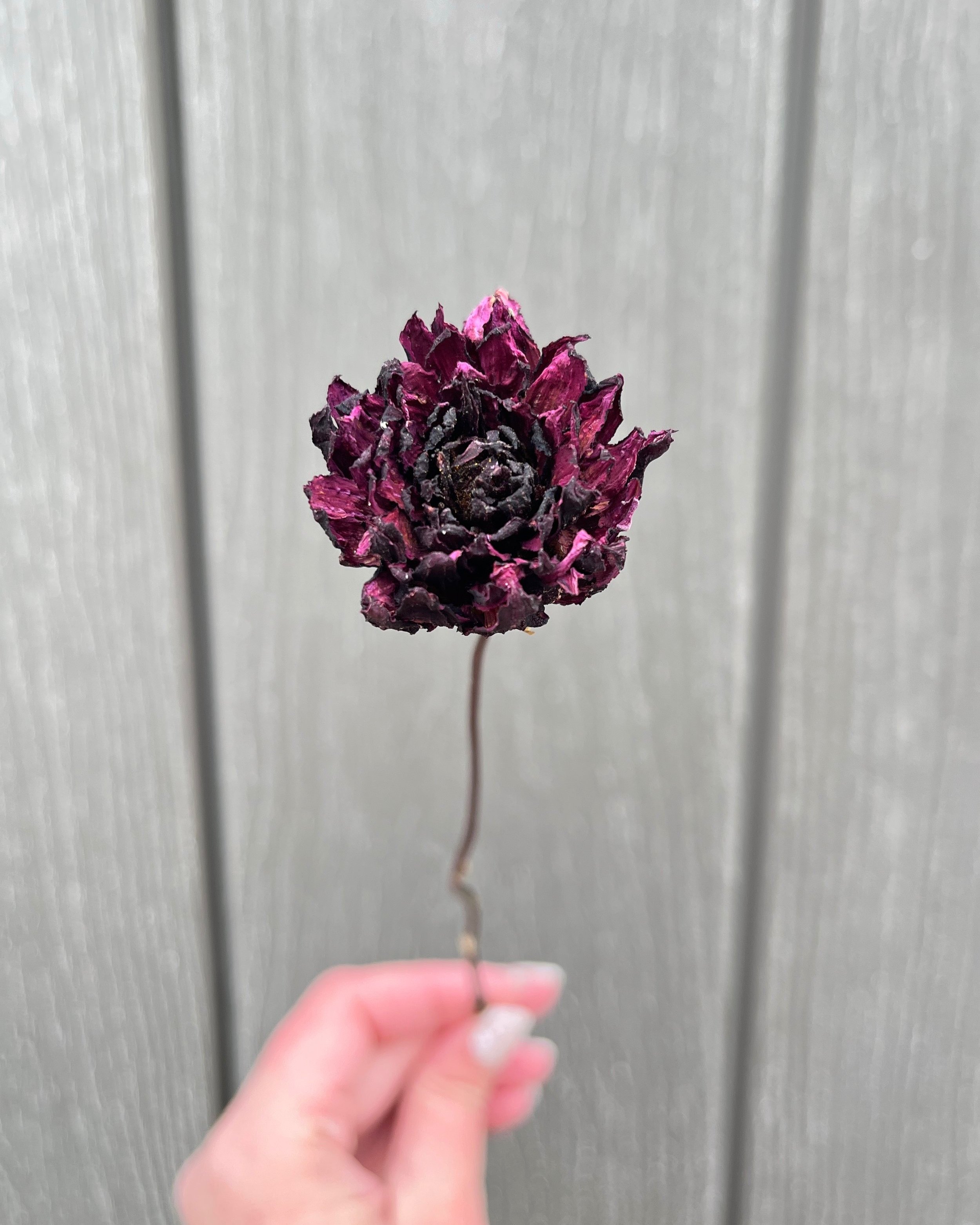 Burgundy, Deep Purple Dried Dahlia Flower