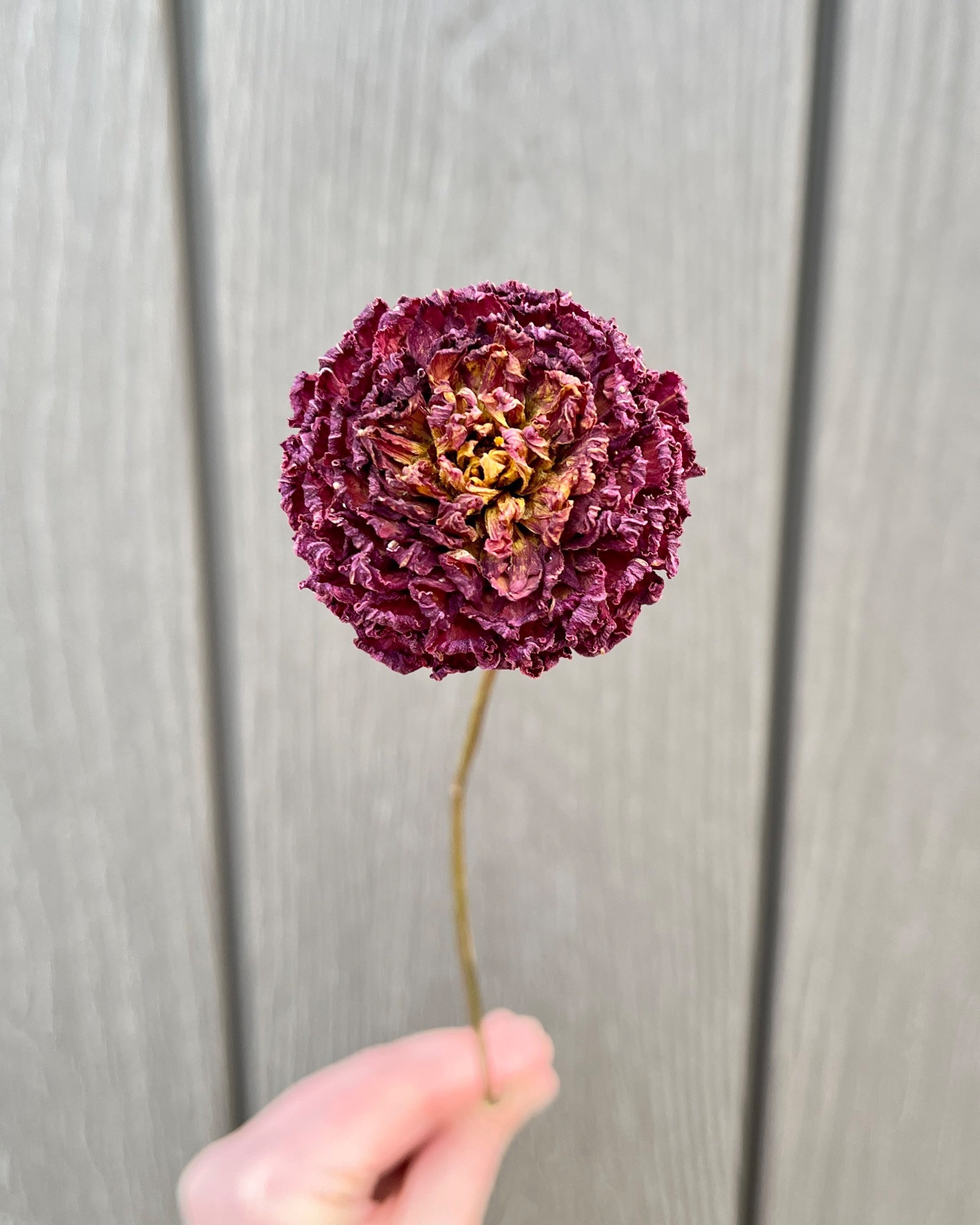 Dark Red Purple Burgundy Dried Dahlia Flower