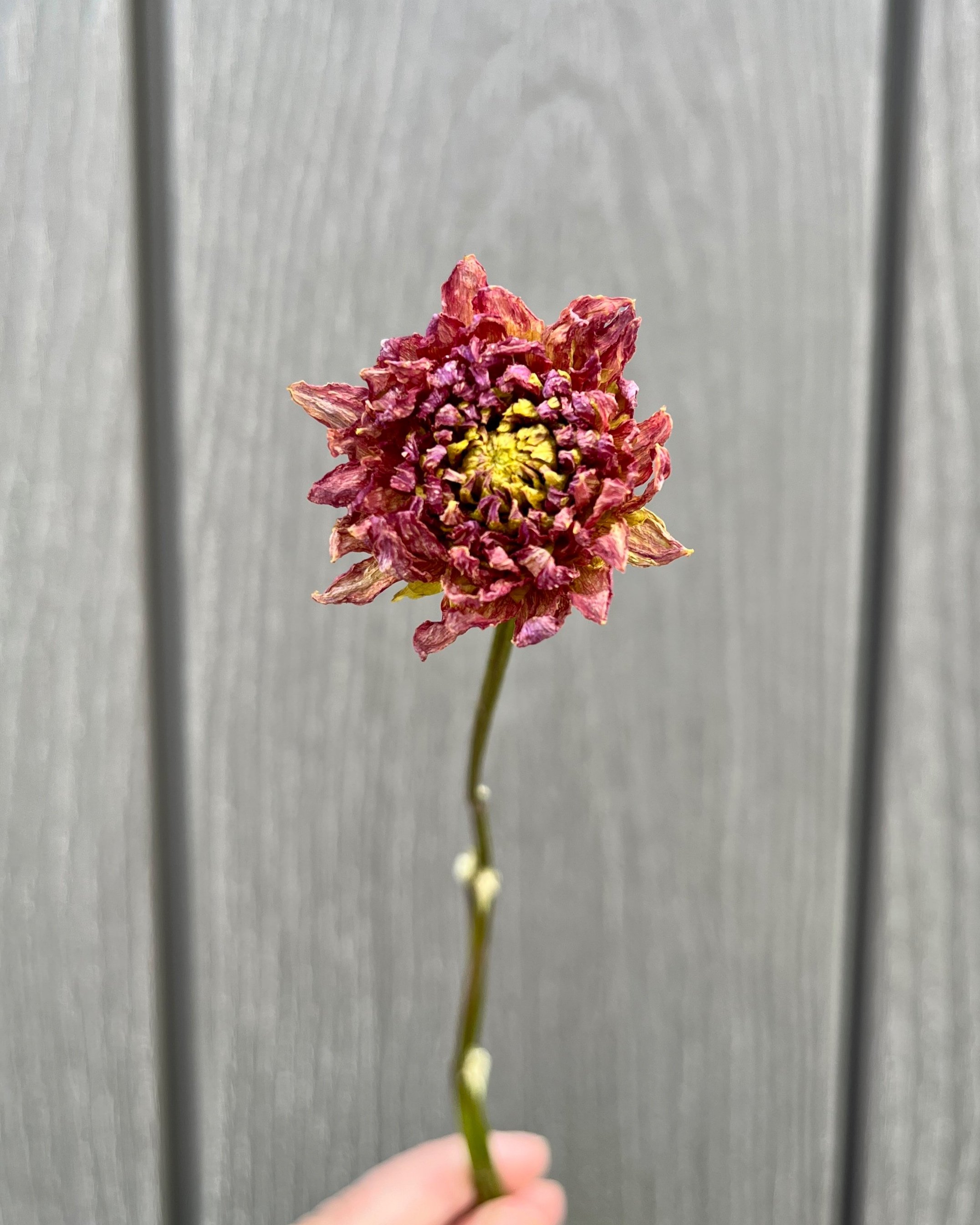Pink Purple Dried Dahlia Flower
