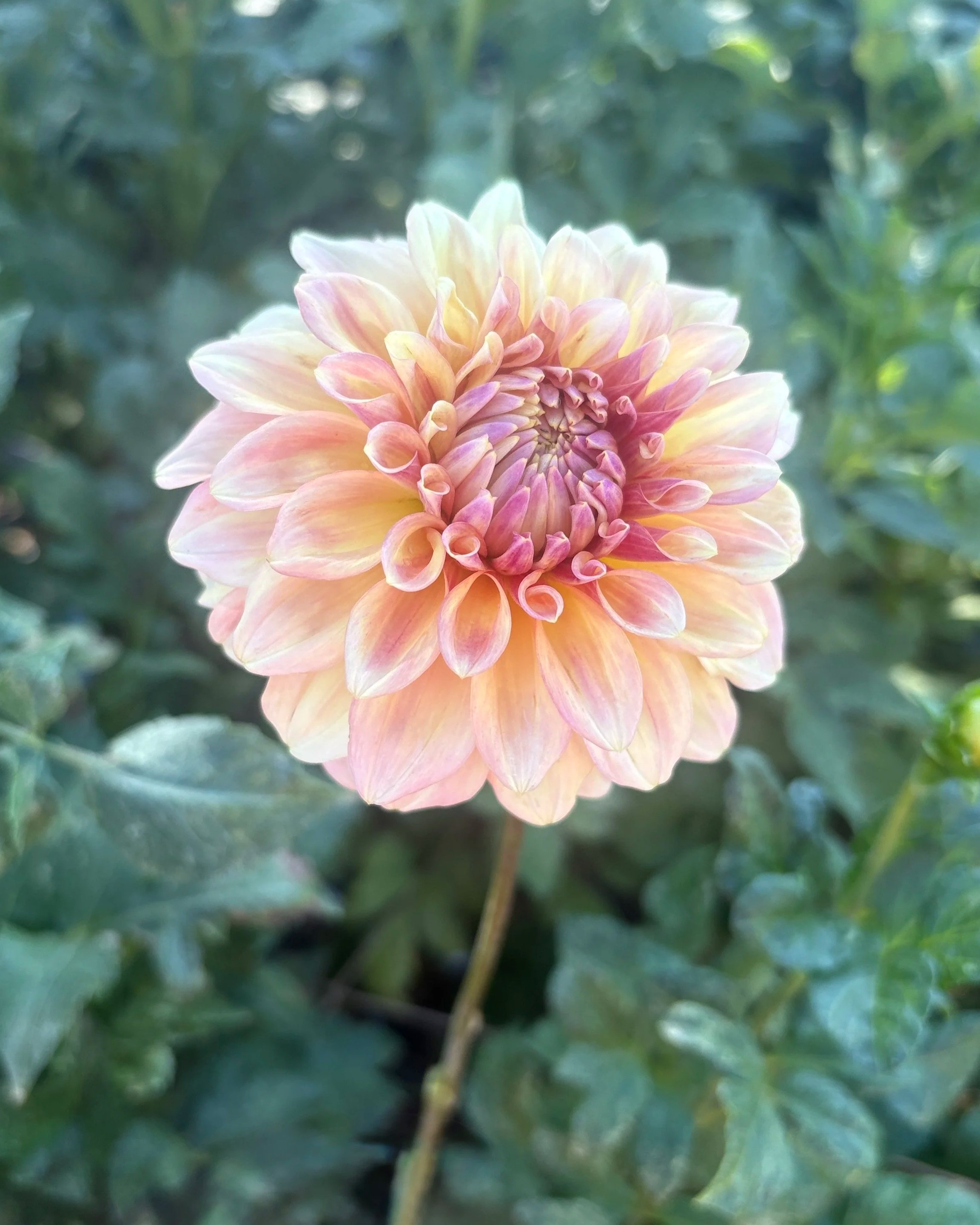 Miss Amara Dahlia Tuber