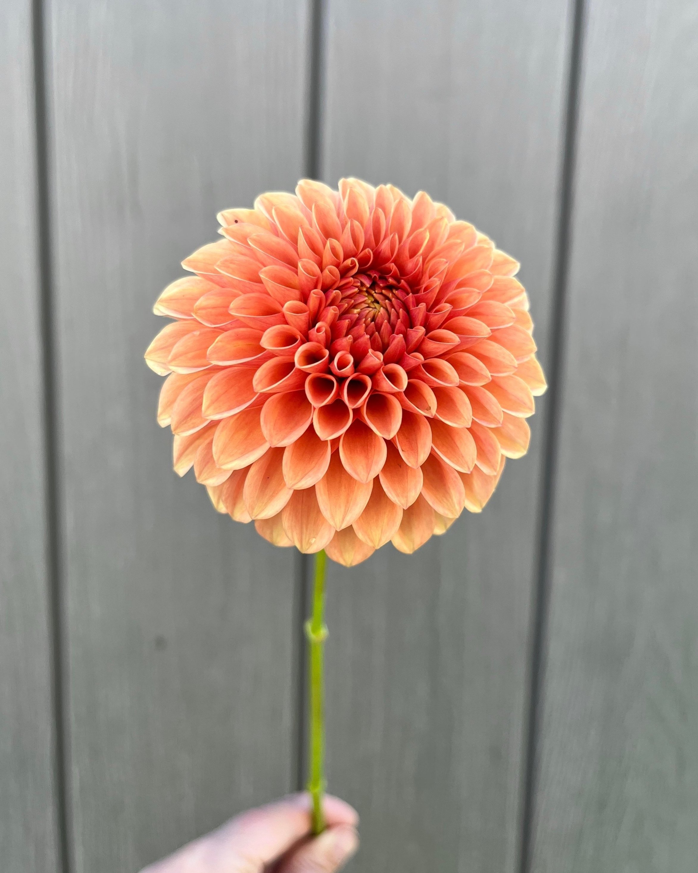 Caleb's Orange Crush Dahlia: an orange small formal decorative flower