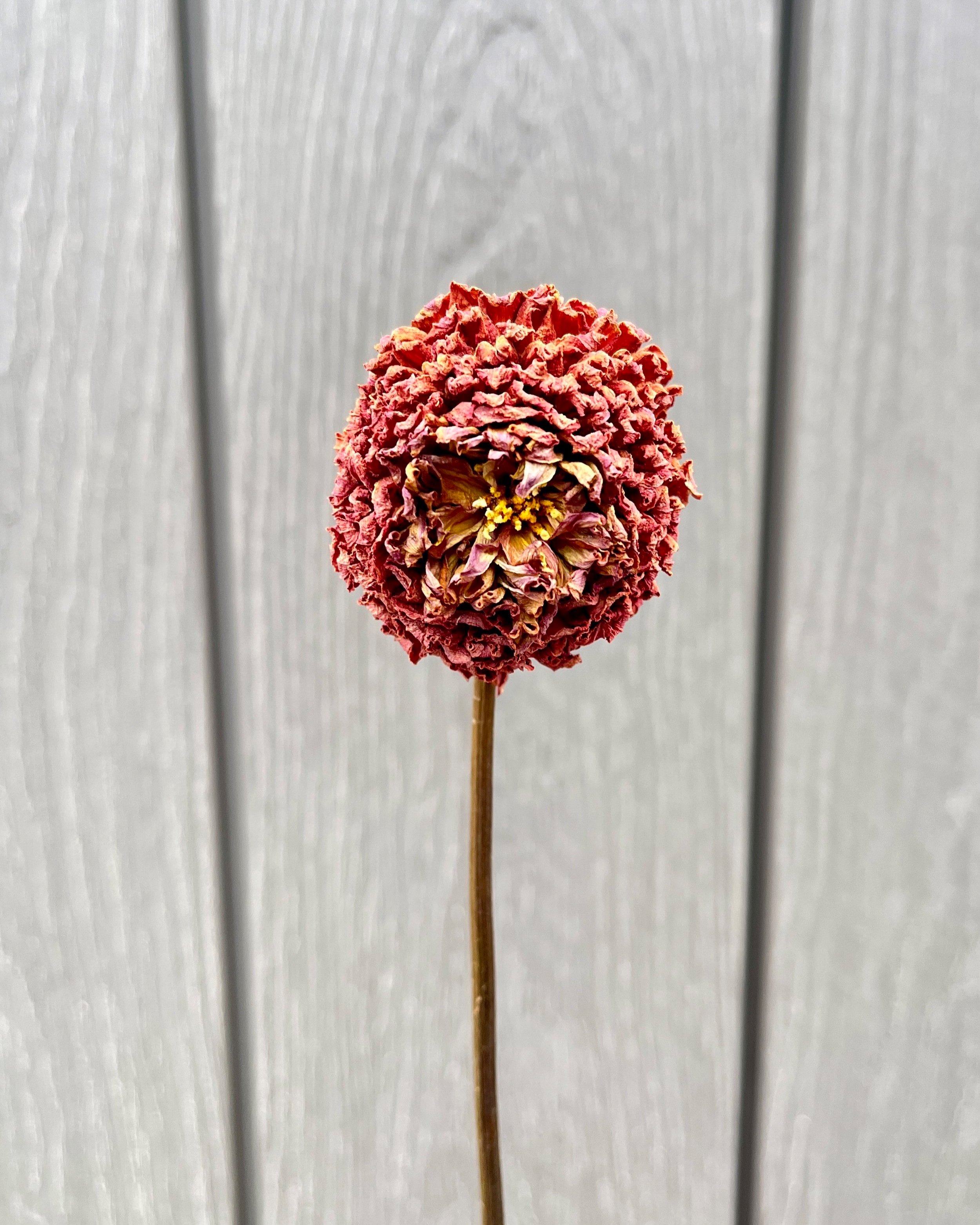 Rust, Bronze, Brown Dried Dahlia Flower
