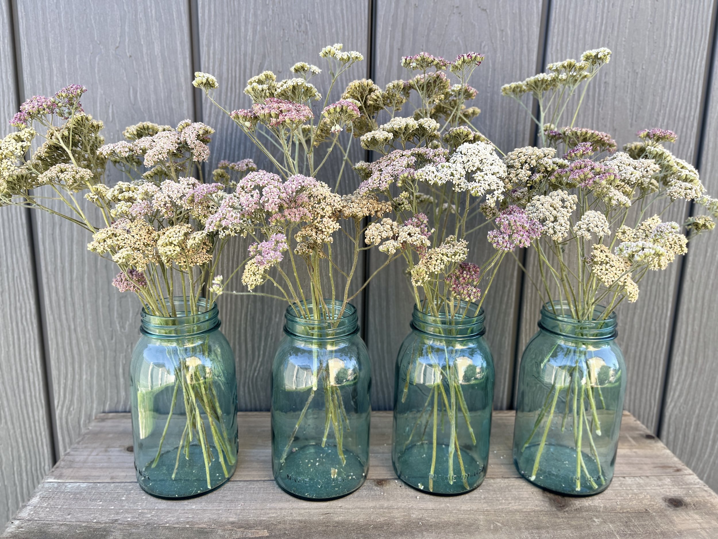 Dried Yarrow Flowers