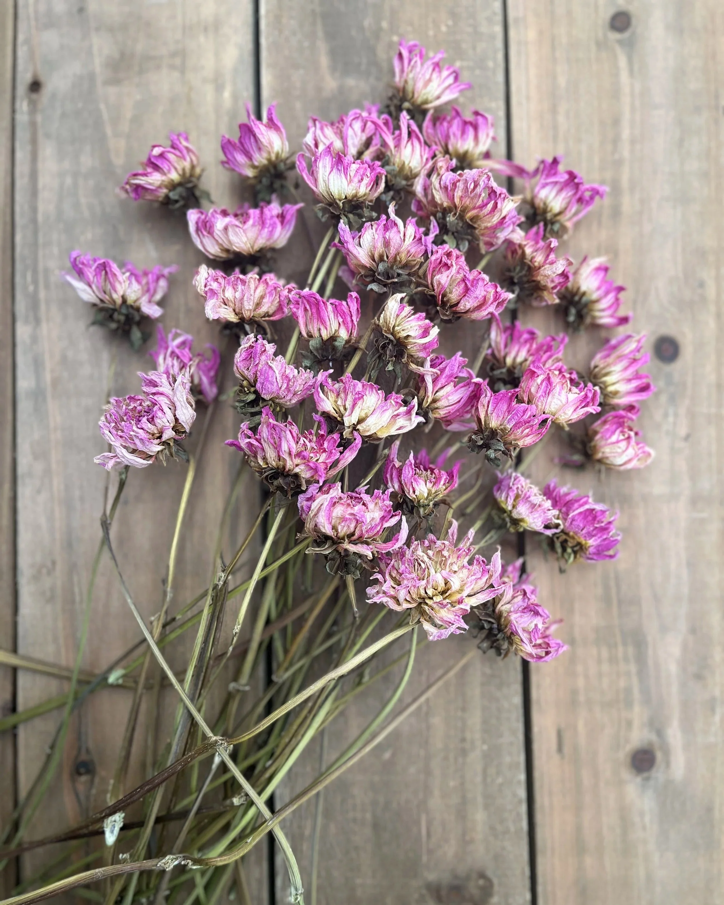 Purple Pink Dried Dahlia Flowers