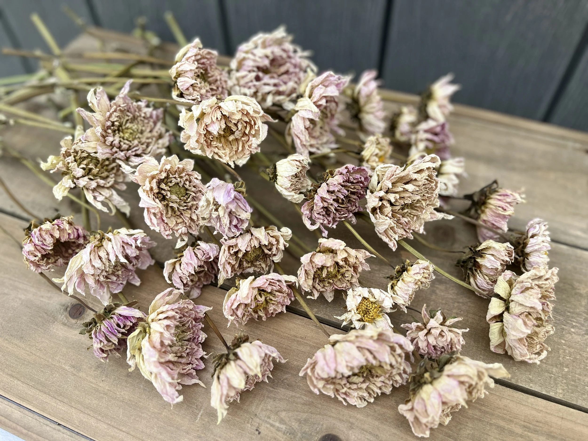 Blush Dried Dahlia Flowers
