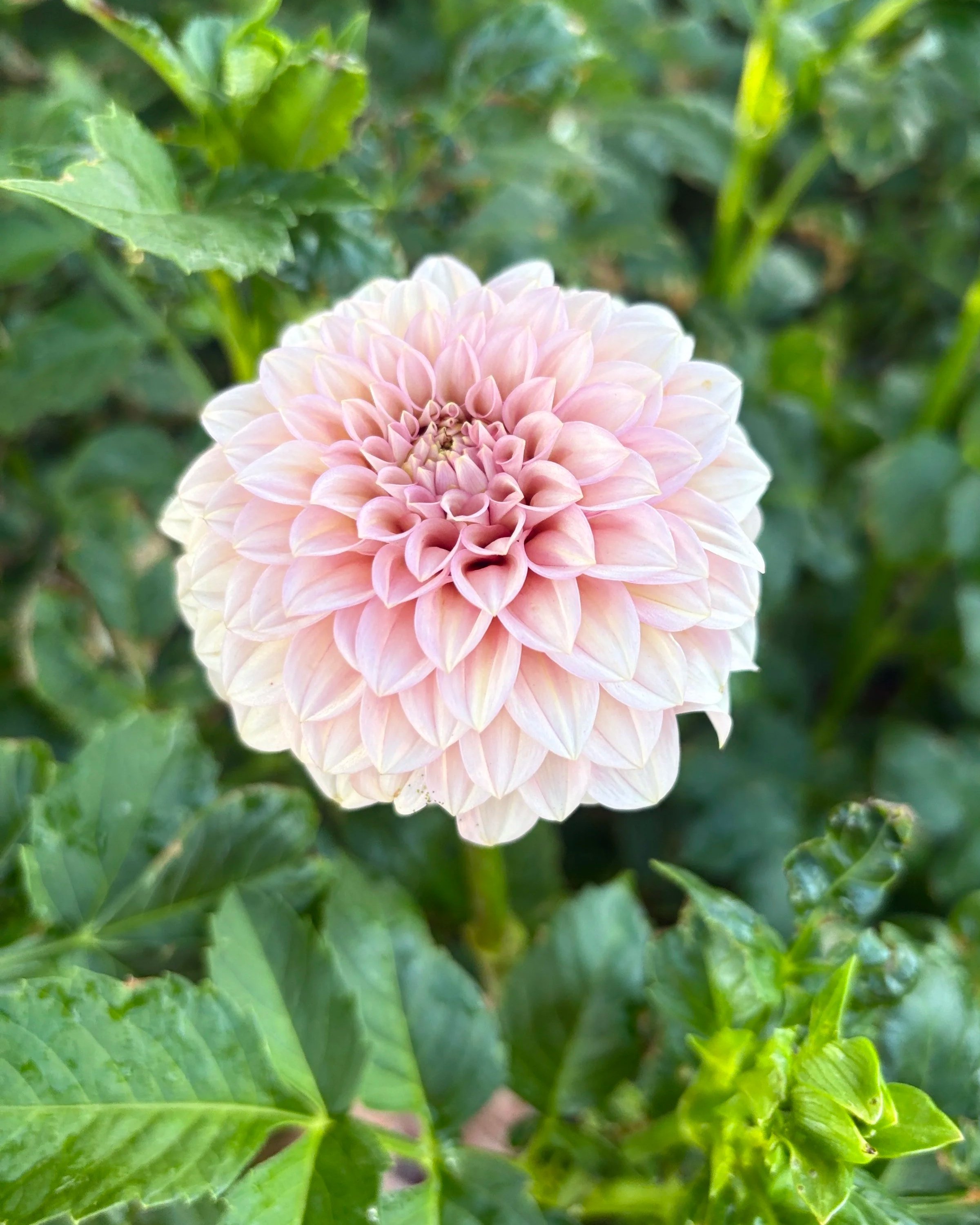 Rock Run Ashley Dahlia: a pink formal decorative dahlia flower