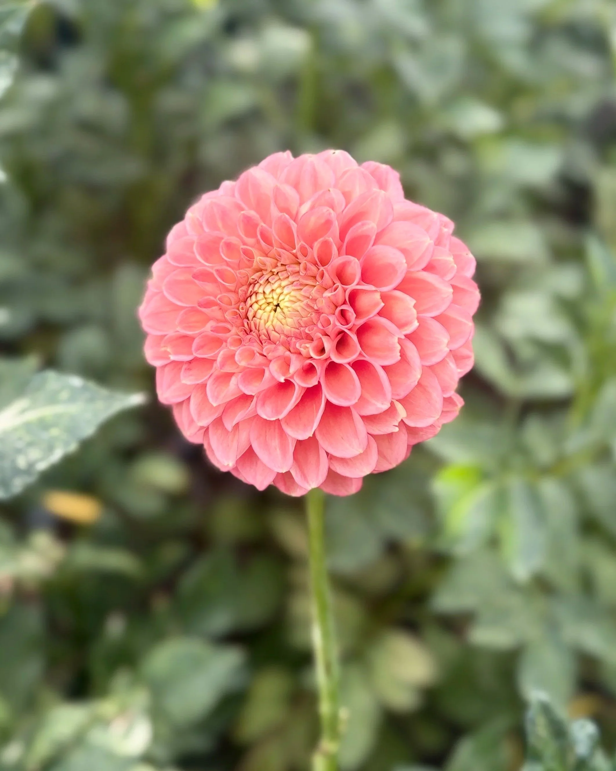 Sun Spot Dahlia: a salmon, peach, coral ball dahlia flower