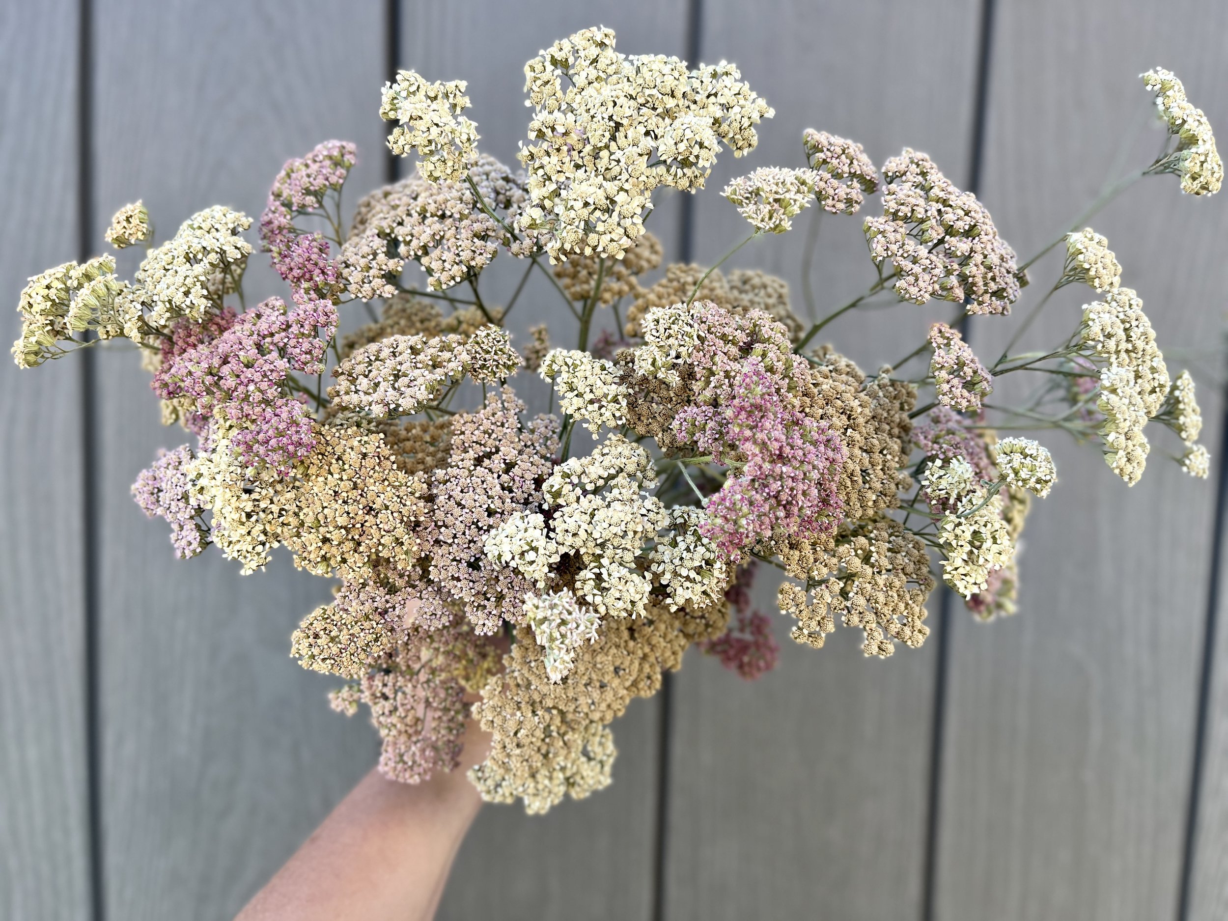 Dried Yarrow Flowers