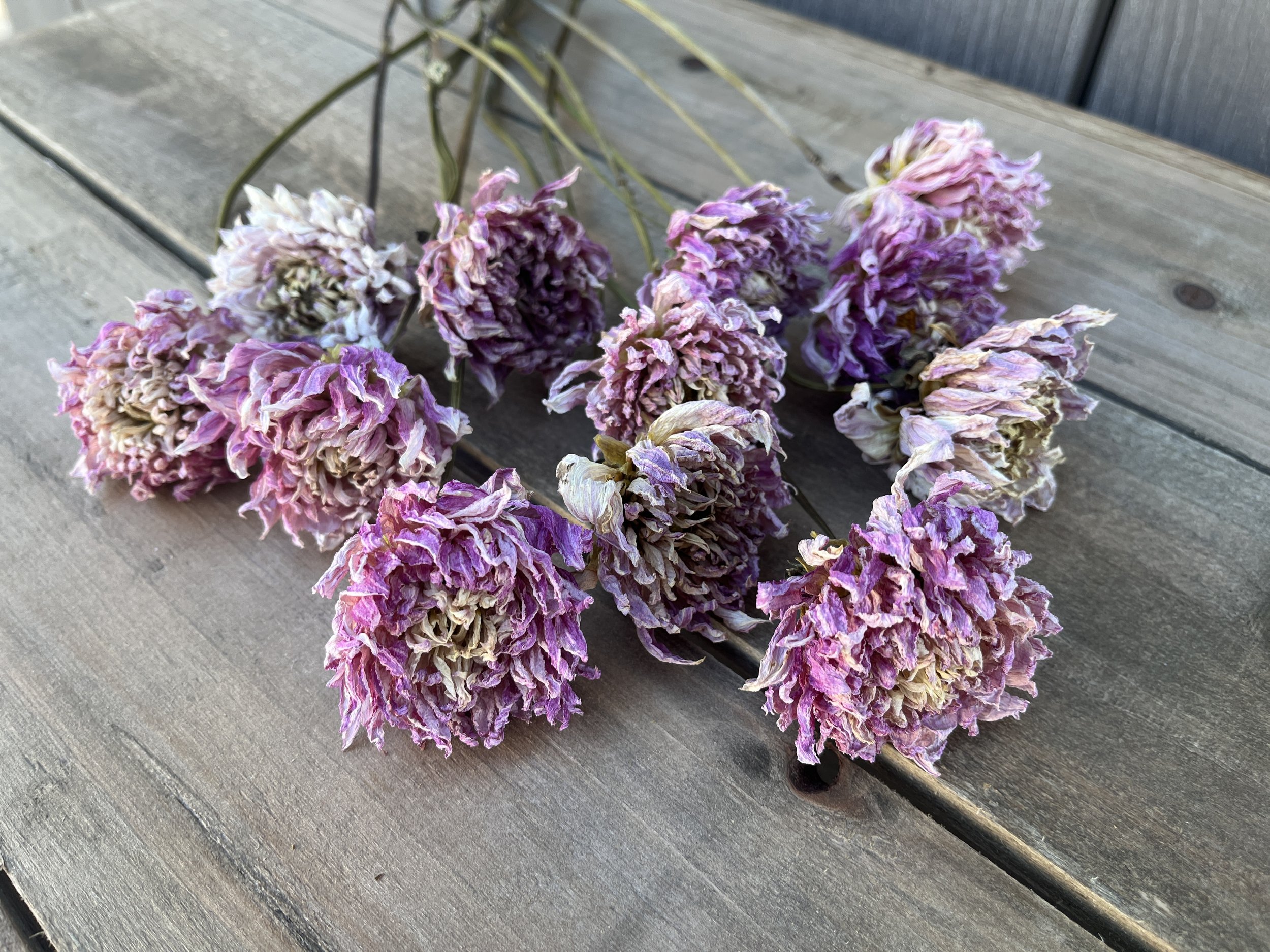 Lavender Pink Purple Dried Dahlia Flowers
