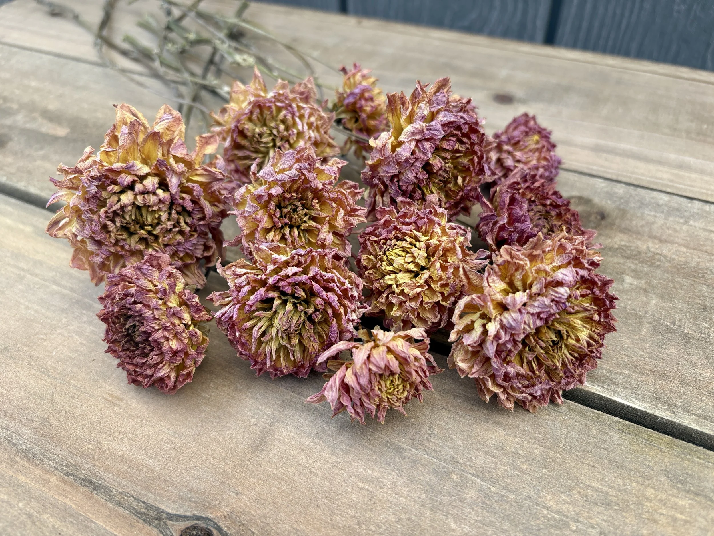 Mauve Yellow Dried Dahlia Flowers