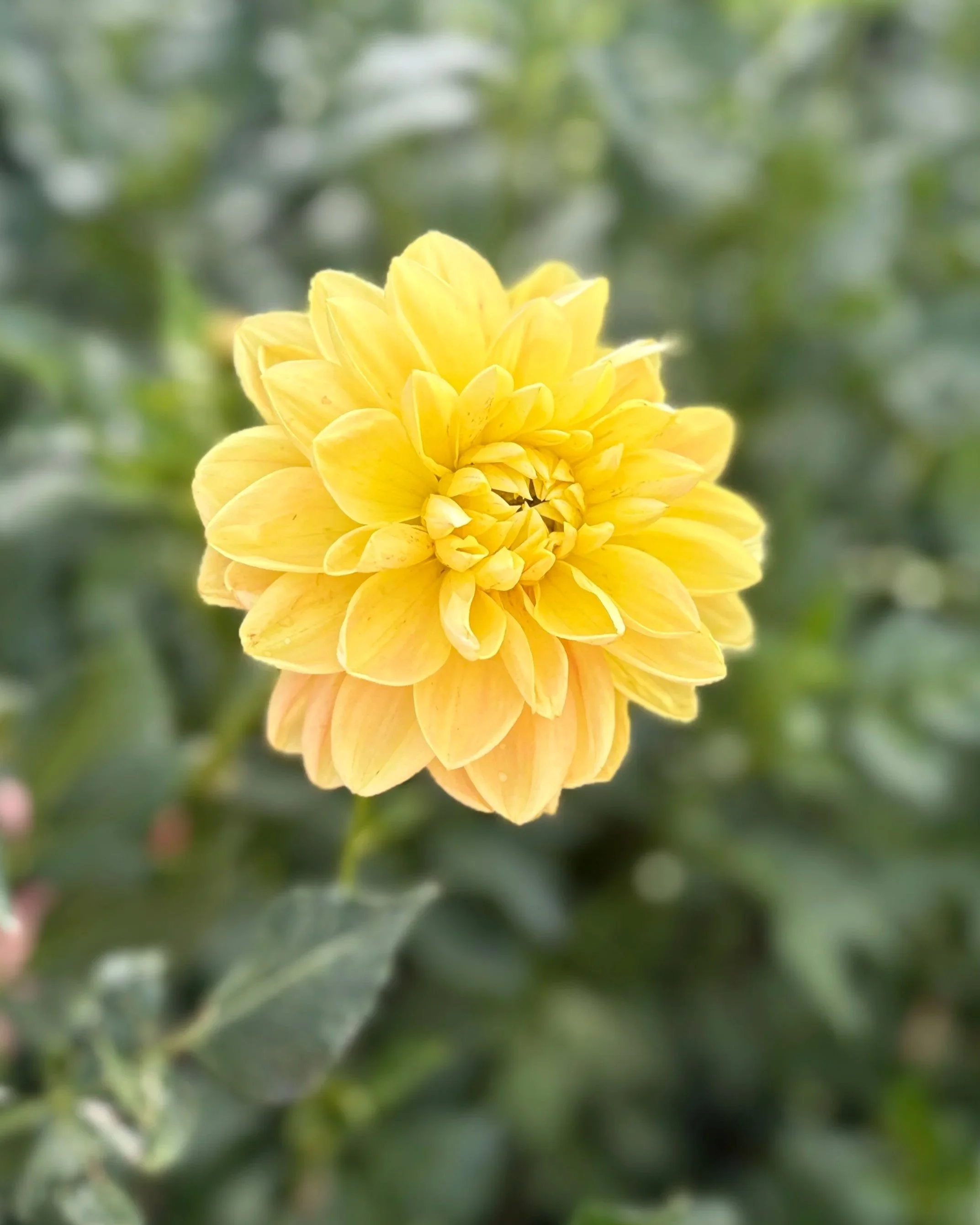 Monet Glory Dahlia Tuber