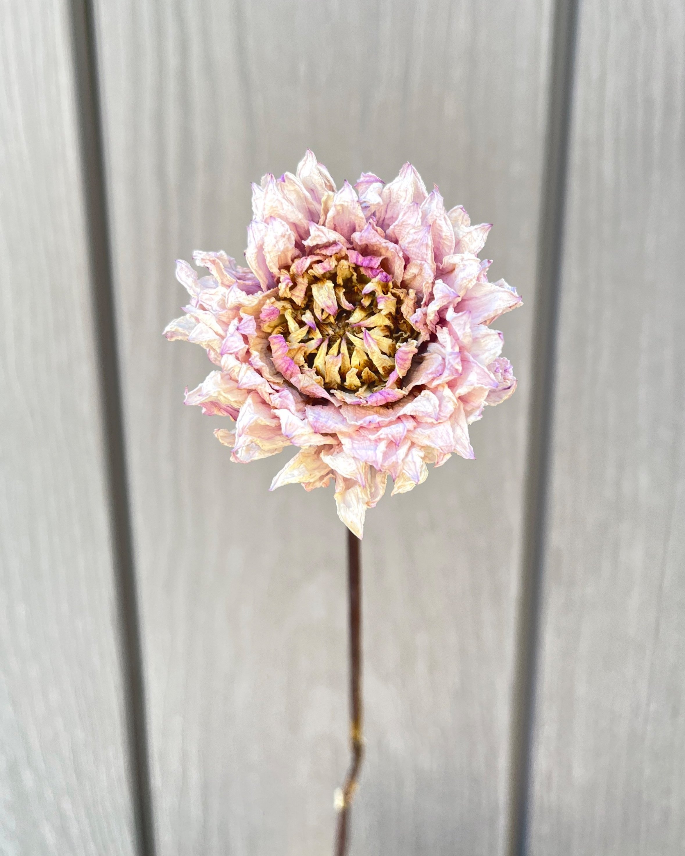Lavender Pink Purple Dried Dahlia Flower