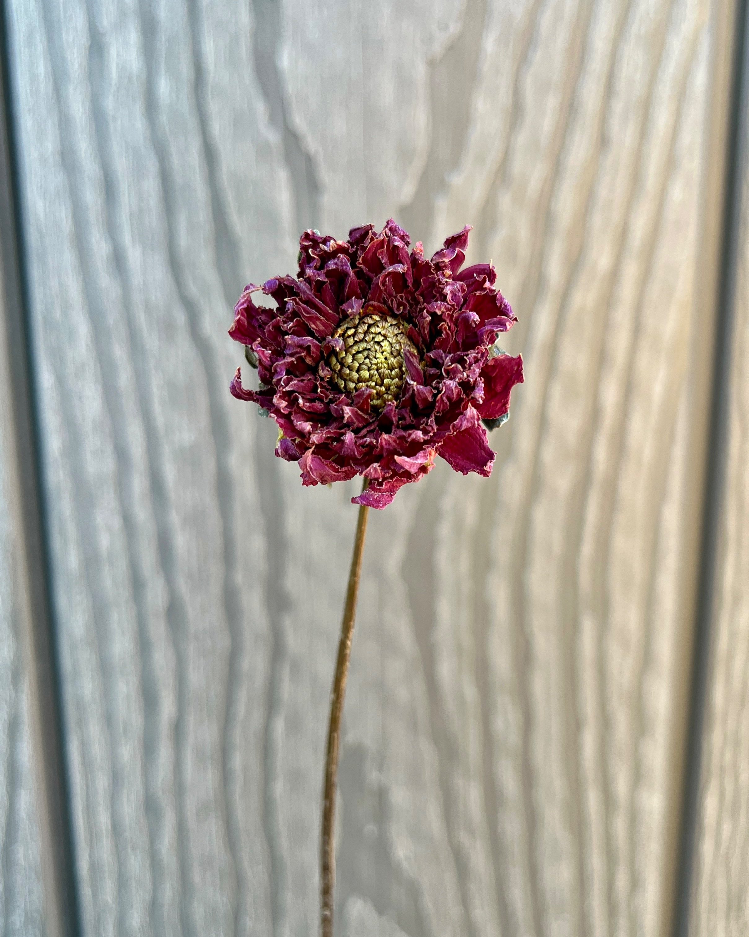 Purple Dried Dahlia Flower