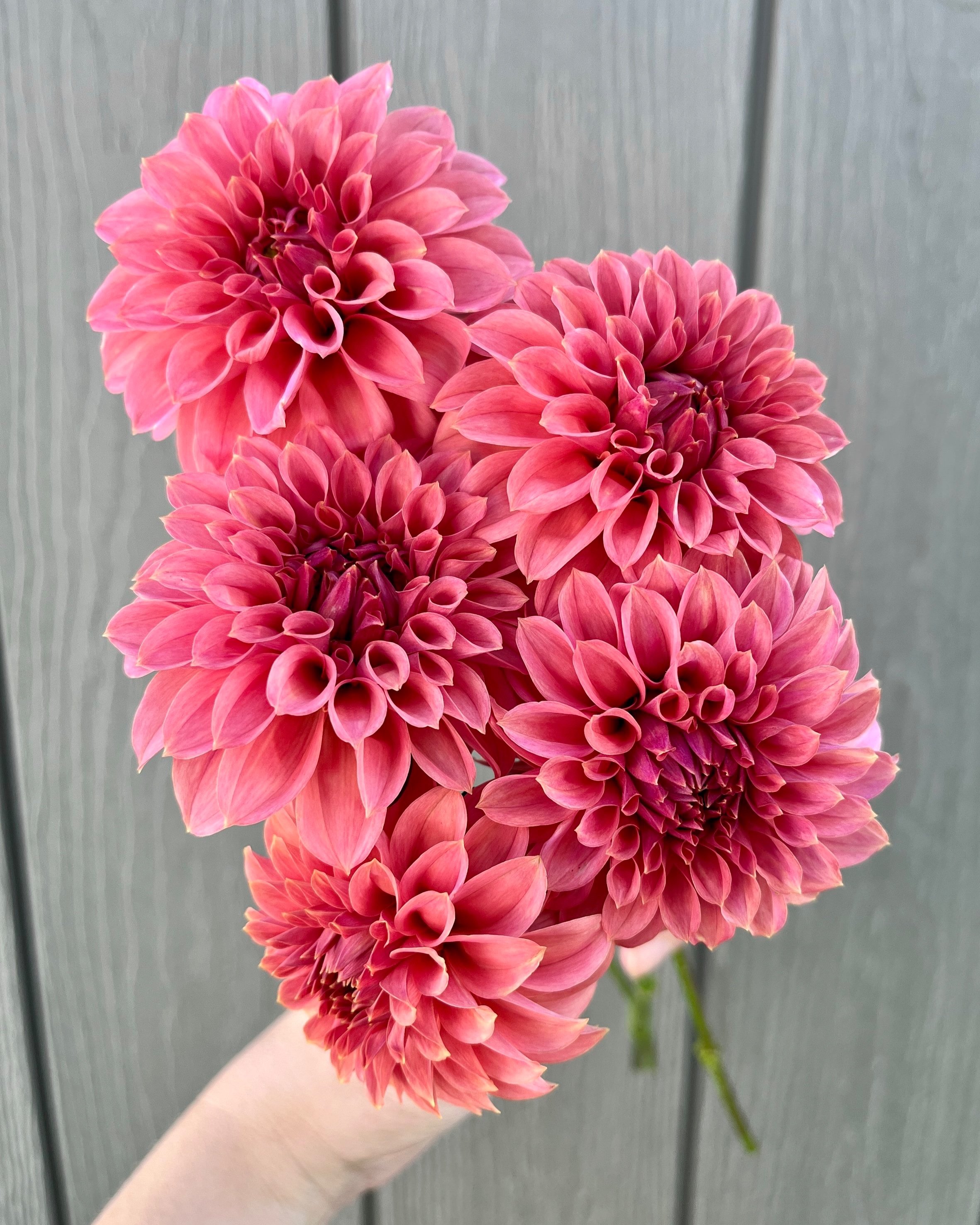 KA's Keltie Rose: Rose Red Pink Dahlia Flower (Copy)