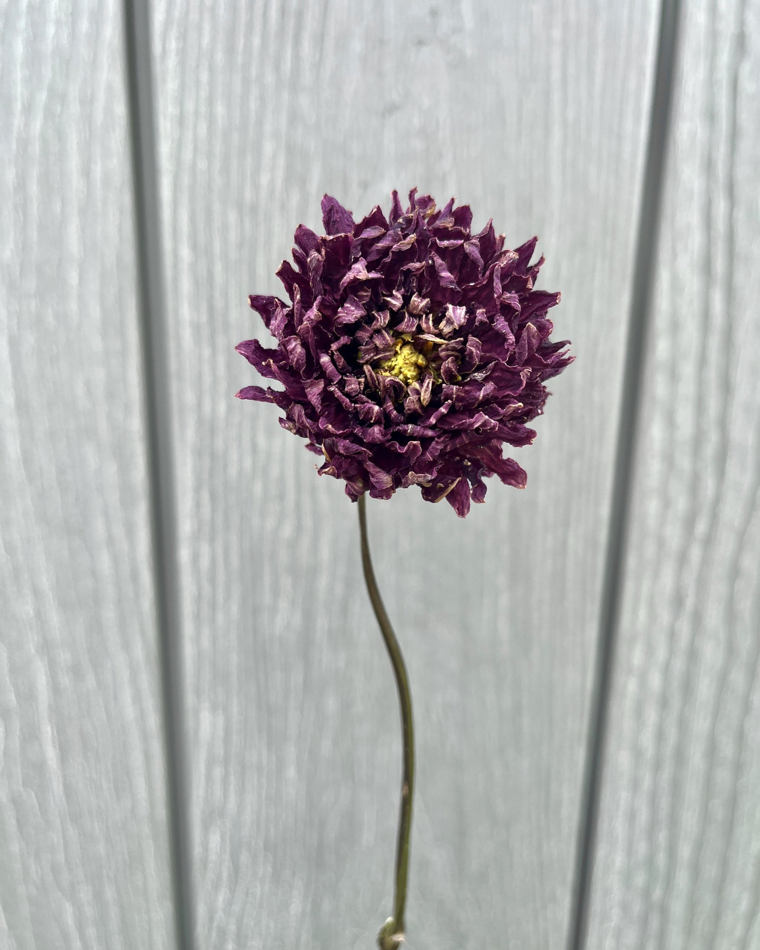 Deep Purple Dried Dahlia