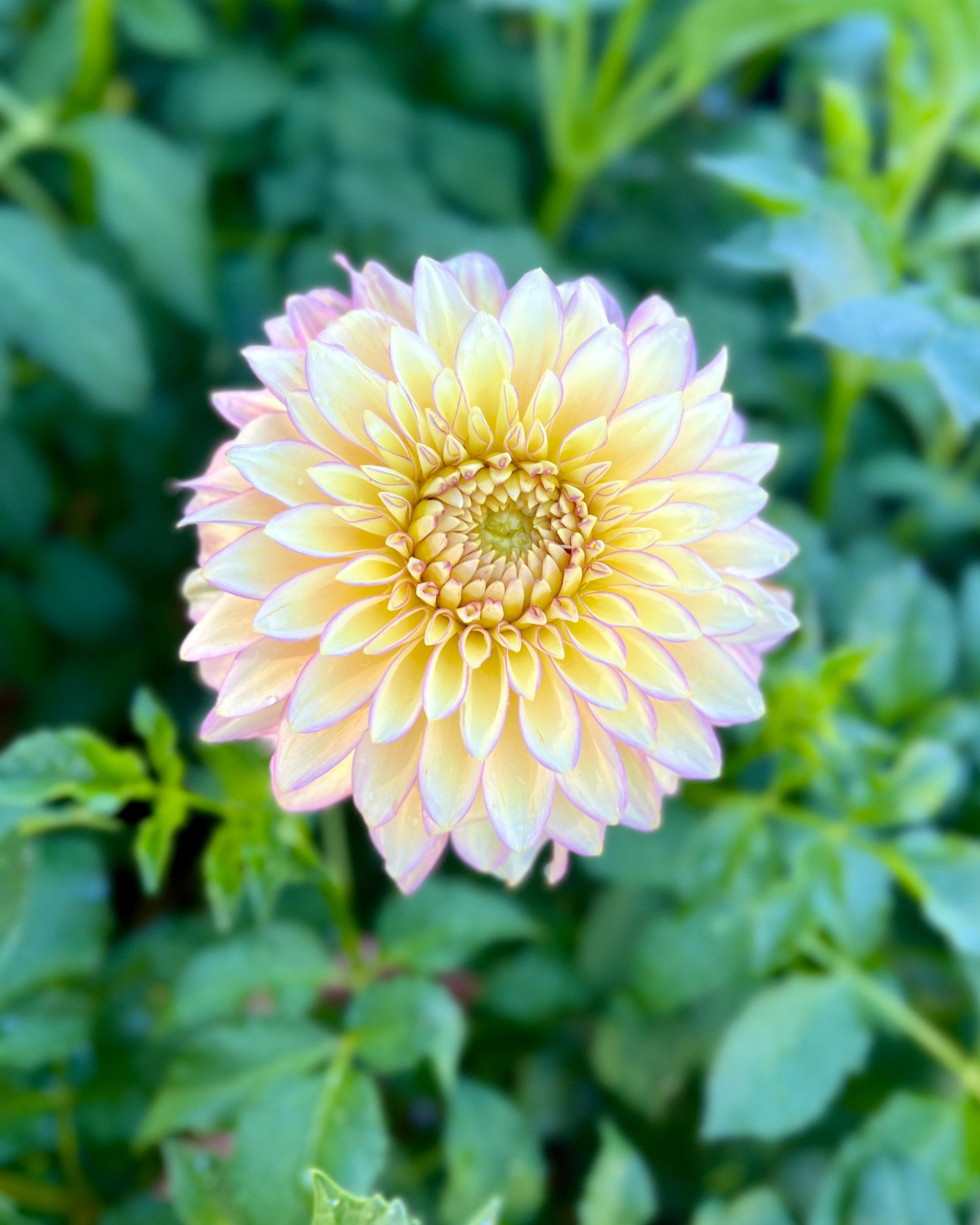 Bloomquist Blush: Cream Yellow Pink Dahlia Flower