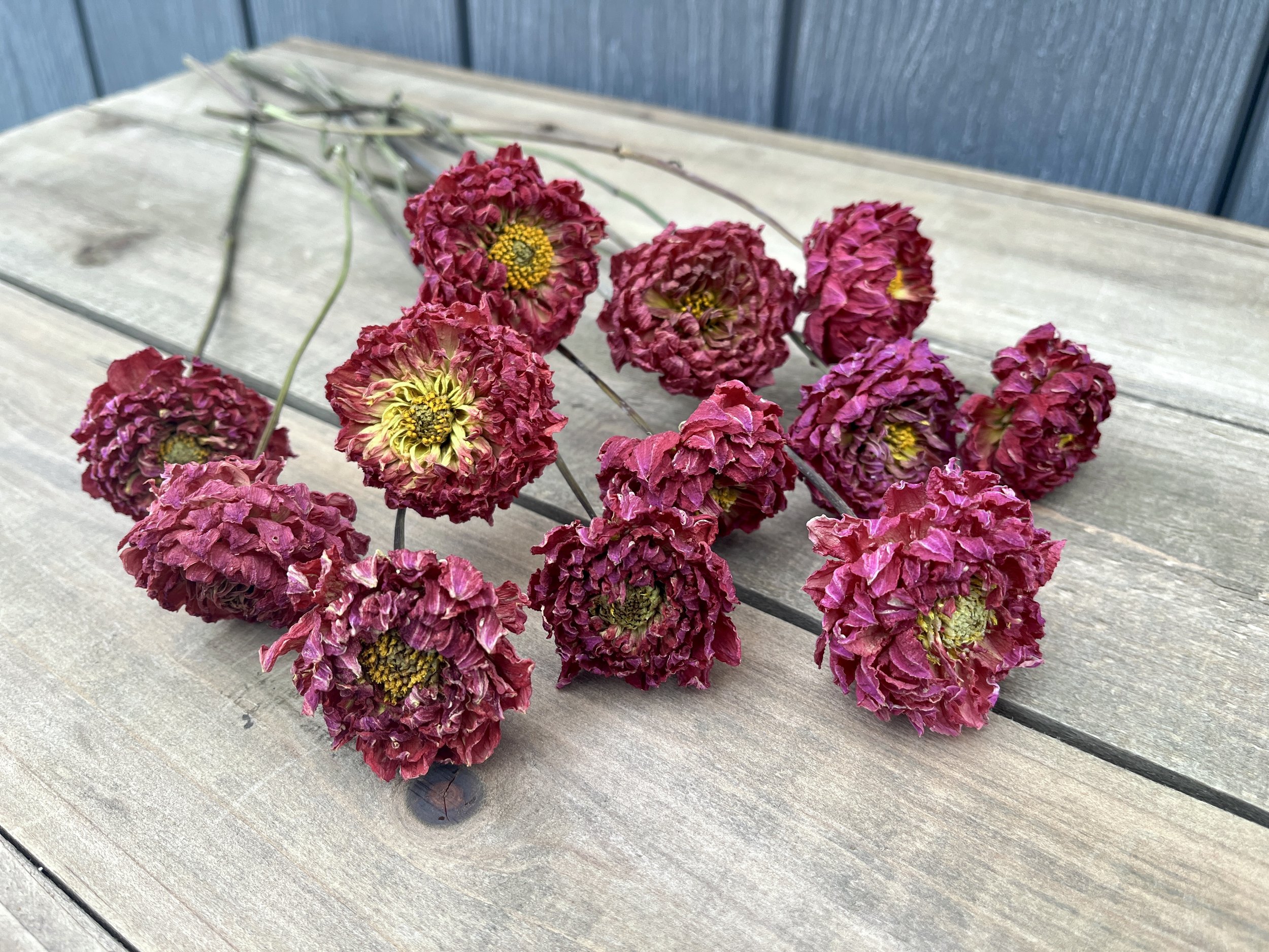 Pink Purple Magenta Fuchsia Dried Dahlia Flowers
